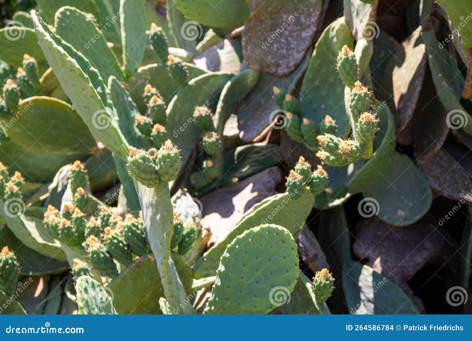 wild prickly pear, opuntie cactus in crete