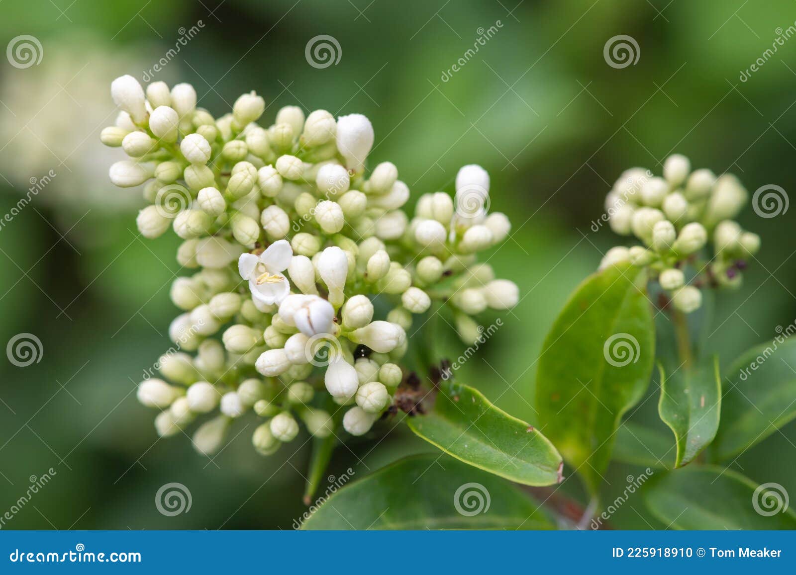 wild privet ligustrum vulgare flowers