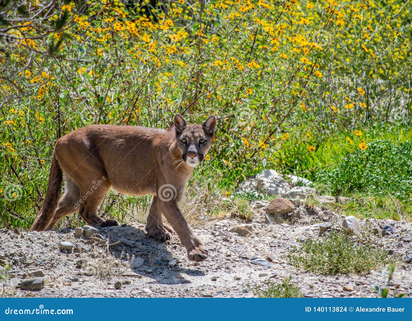 bolivia puma