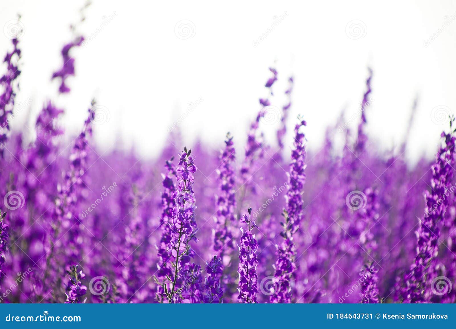 wild purple delphinium flowers blurred background