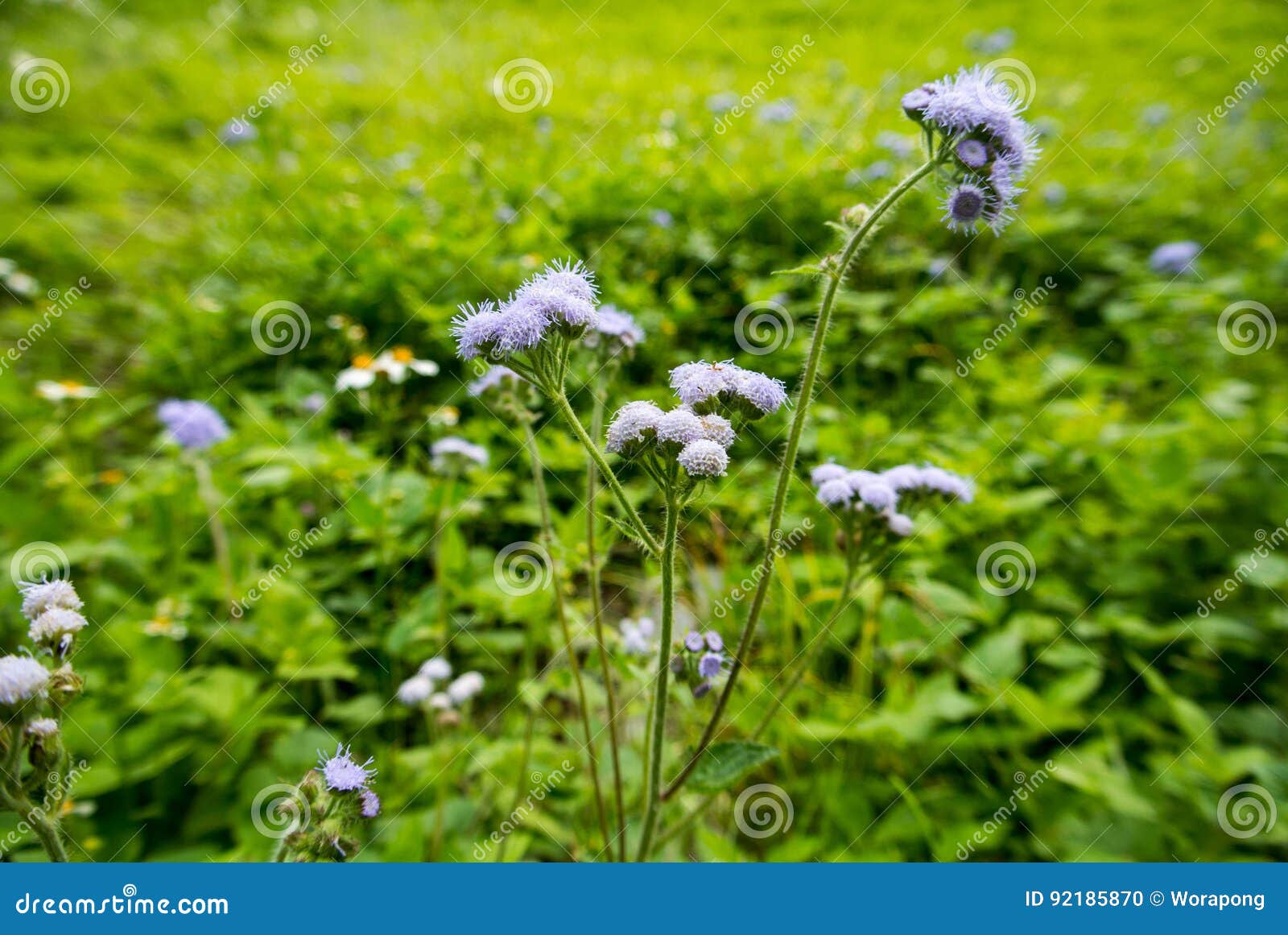 Wild purple flower stock photo. Image of wild, purple 92185870