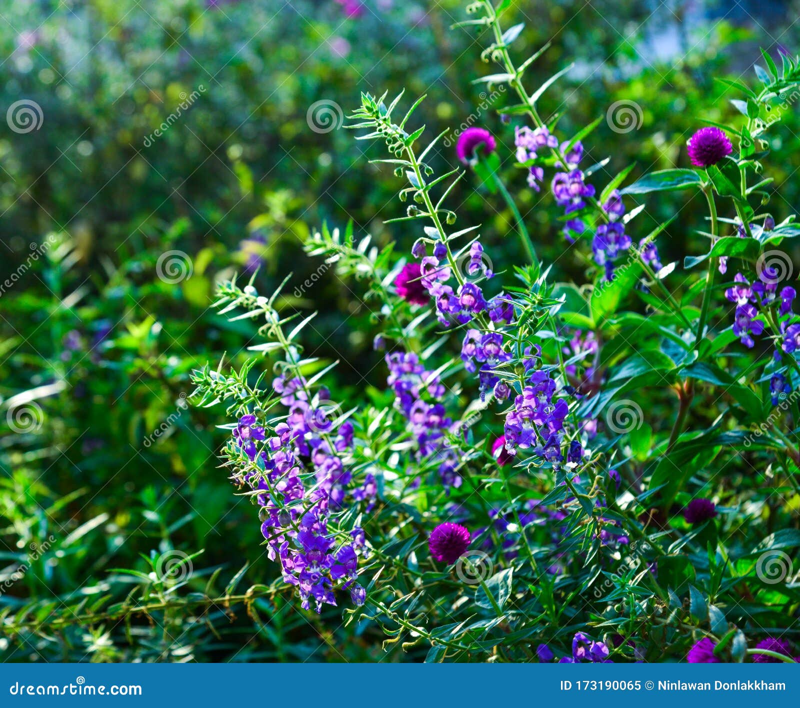 Wild Purple Flowers Blooming at the Garden Stock Image Image of bloom