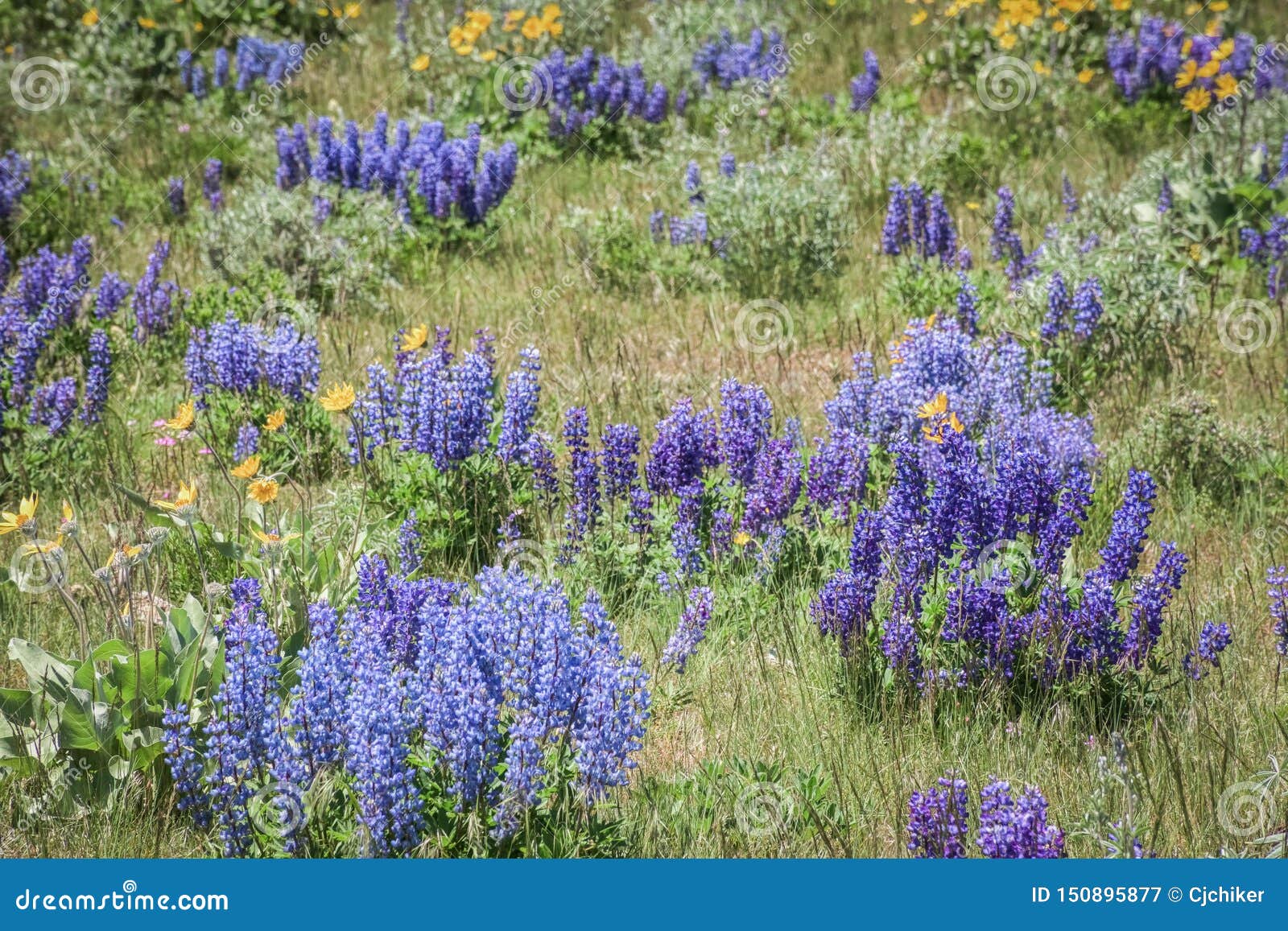 Wild Purple Lupines In Colorado Stock Image Image Of Ammophilus