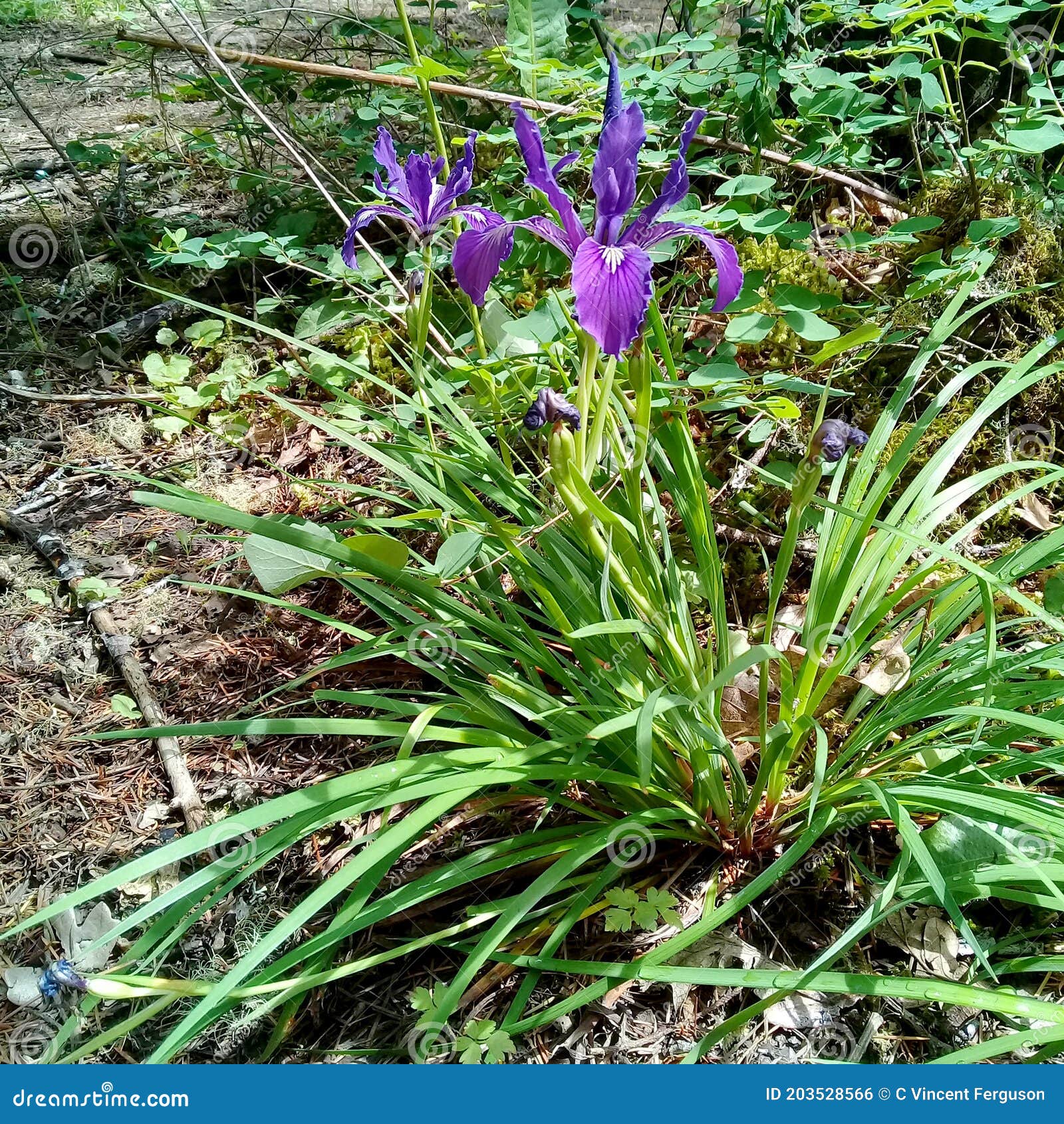 Wild Purple Oregon Iris stock photo. Image of bulb, wild 203528566