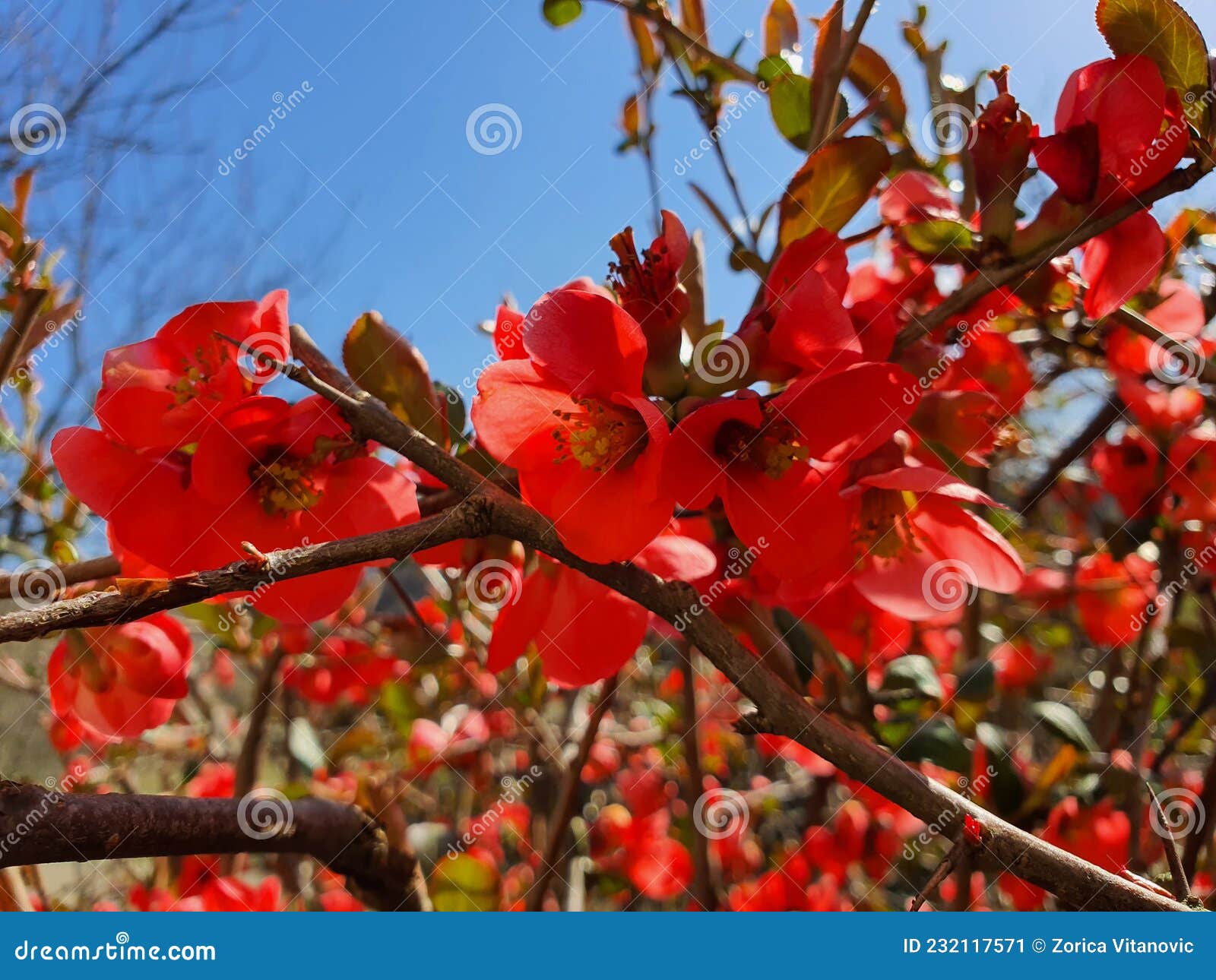 Wild quince flower stock image. Image of spring, maple 232117571