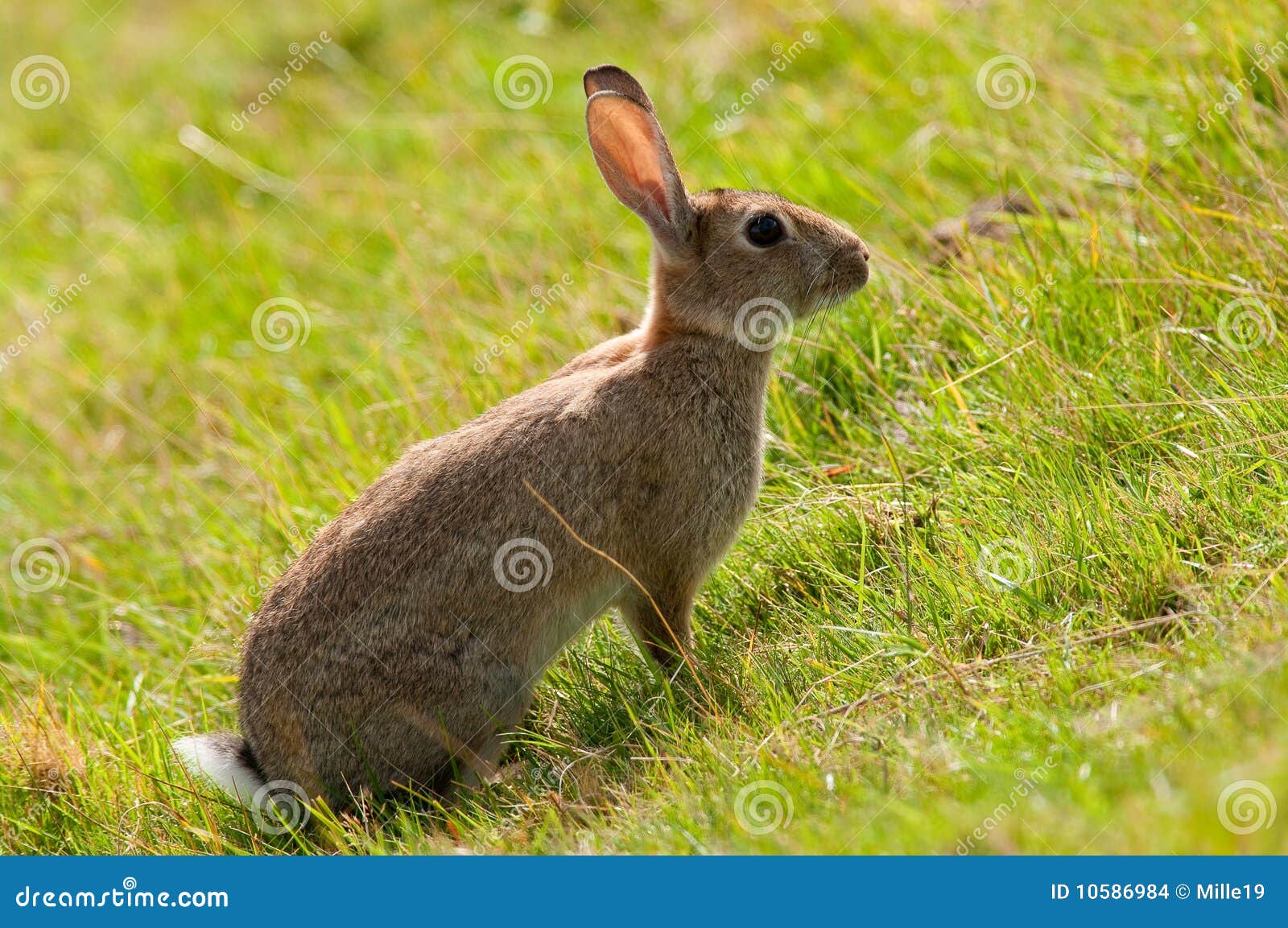 Wild Rabbit stock photo. Image of quick, mammal, oryctolagus 10586984