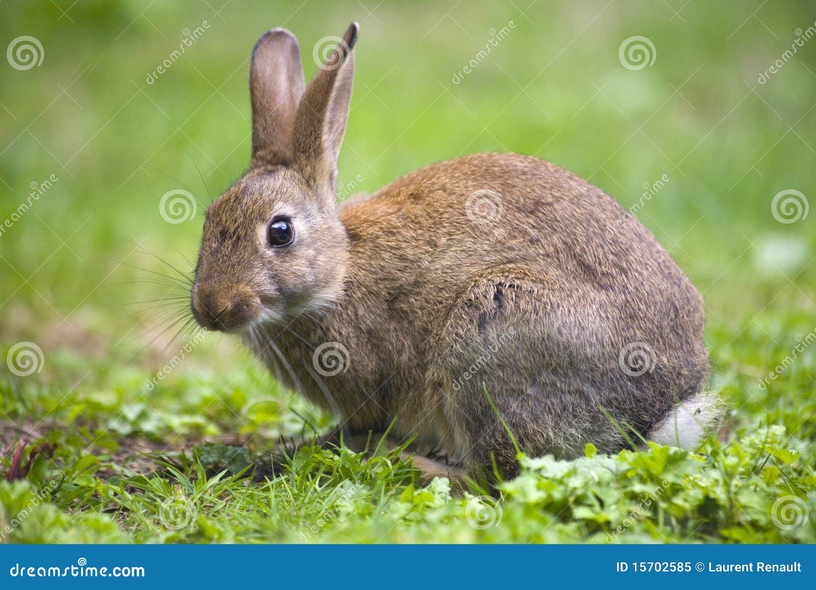 Wild rabbit stock image. Image of wild, jack, hunting - 15702585