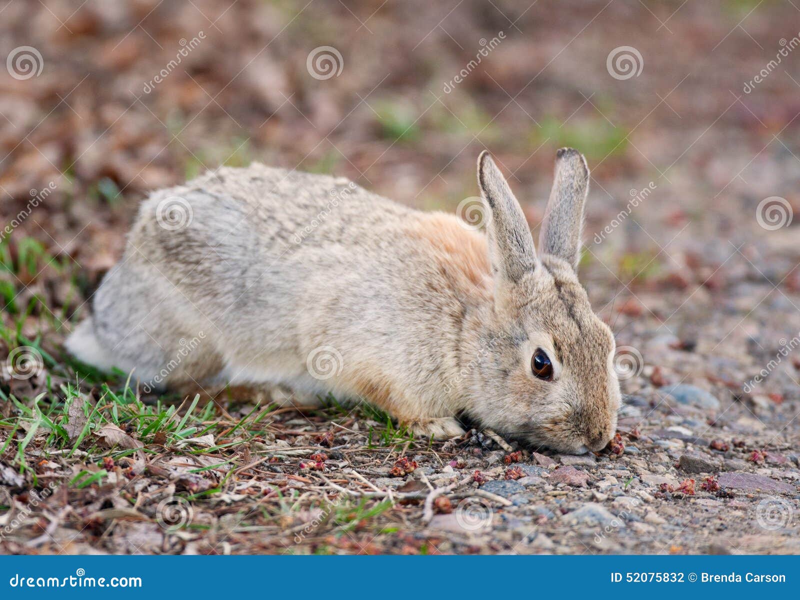 Wild Rabbit Eating stock photo. Image of mammal, canada 52075832