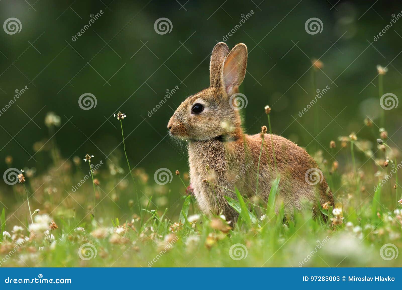 Cute wild rabbit discount