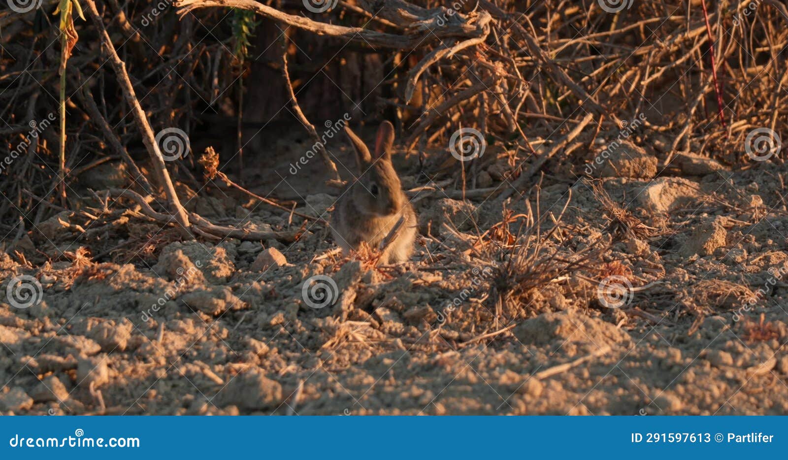 Wild Rabbits Bunnies Oryctolagus Cuniculus Jumping At Sunset Slow Wild Rabbits Bunnies Oryctolagus Cuniculus Jumping At Sunset Slow
