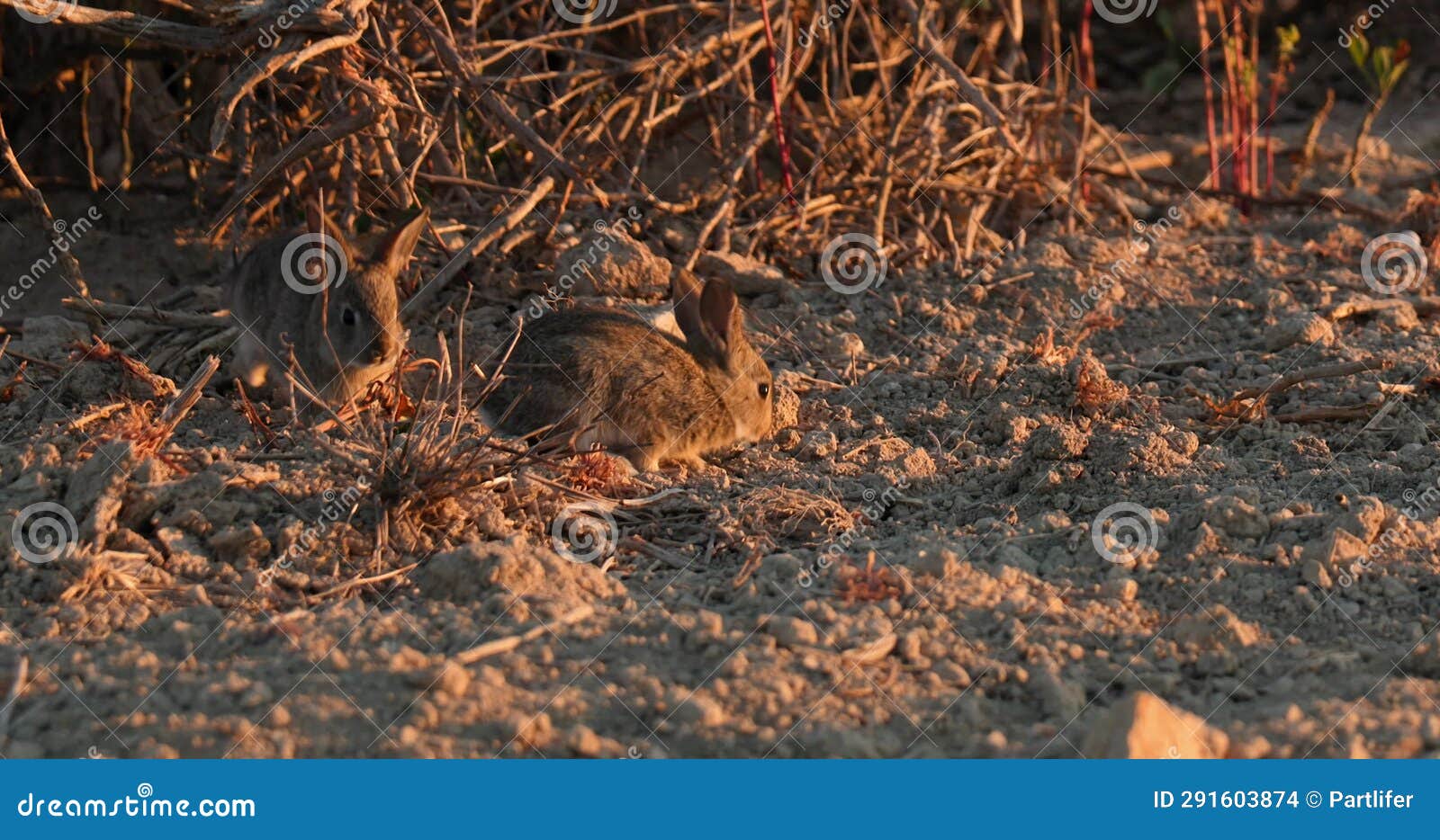 Wild Rabbits Bunnies Oryctolagus Cuniculus Jumping At Sunset Slow Wild Rabbits Bunnies Oryctolagus Cuniculus Jumping At Sunset Slow