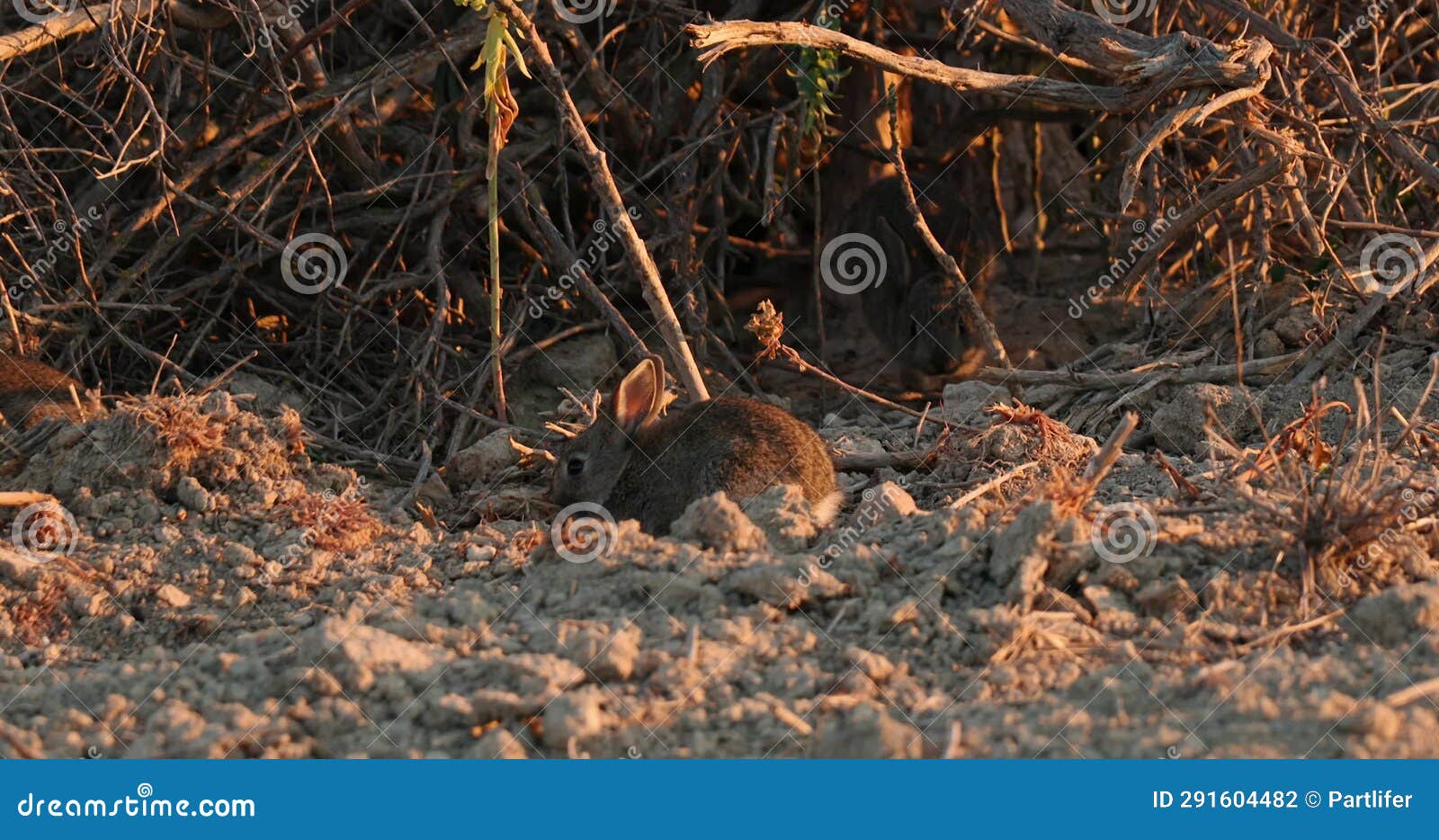 Wild Rabbits Bunnies Oryctolagus Cuniculus Jumping At Sunset Slow Wild Rabbits Bunnies Oryctolagus Cuniculus Jumping At Sunset Slow