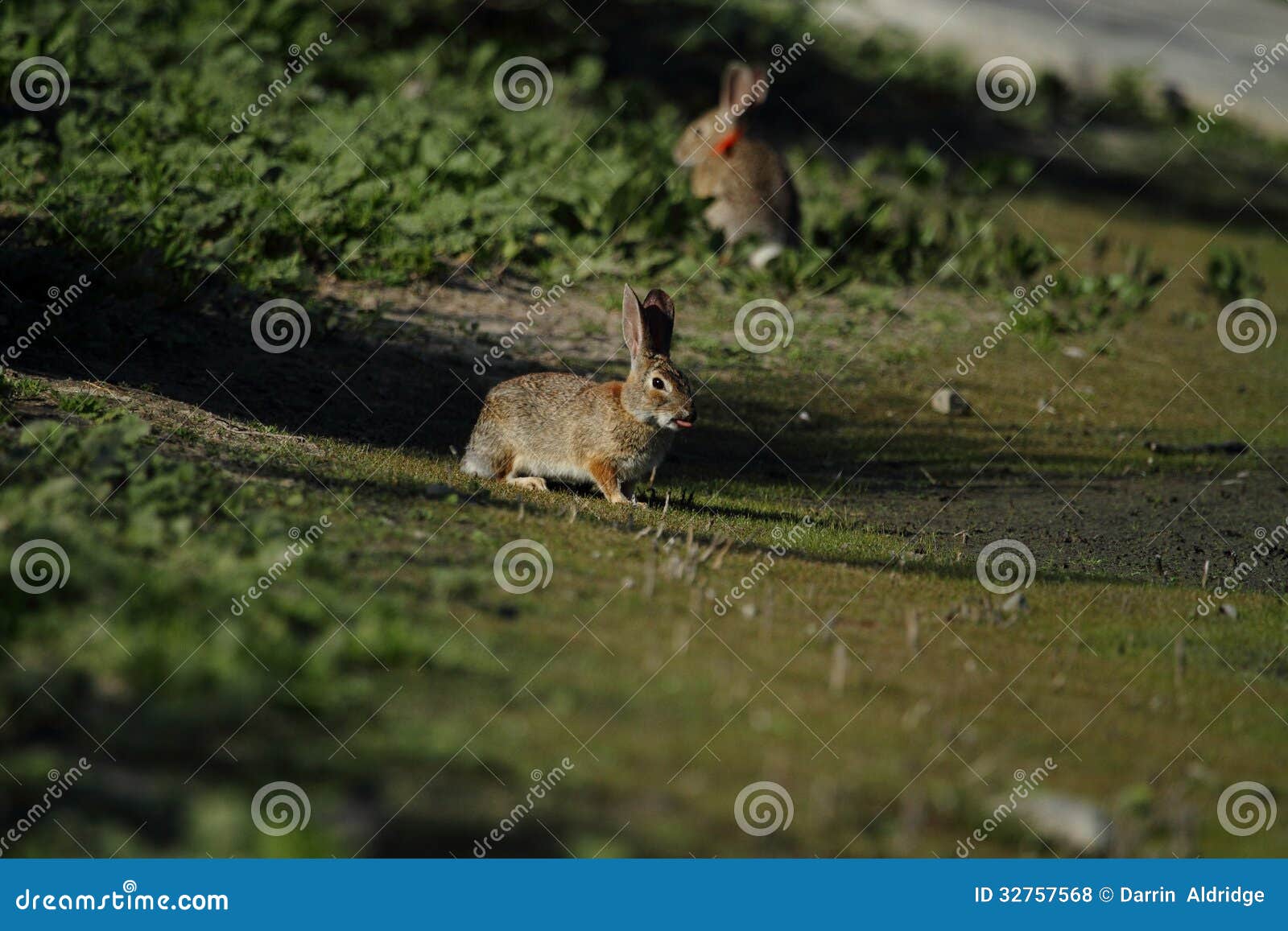 wild rabbits in countryside