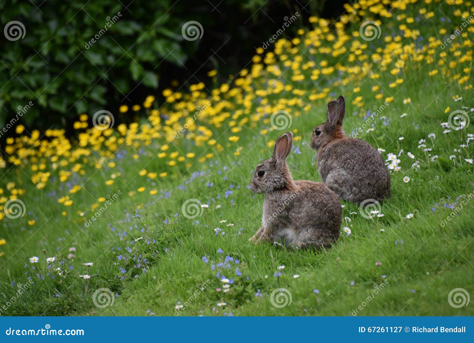 wild rabbits and flowers