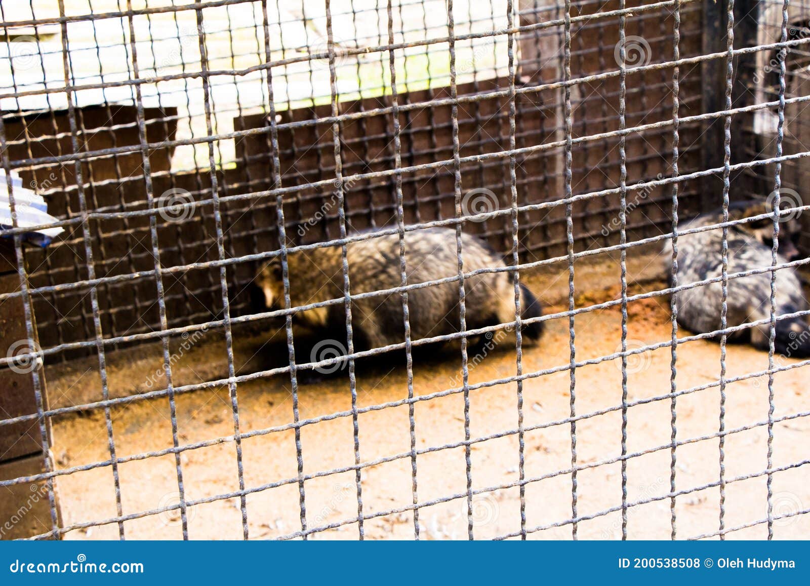 Wild Raccoon Dogs in a Cage in Captivity Stock Photo - Image of wild