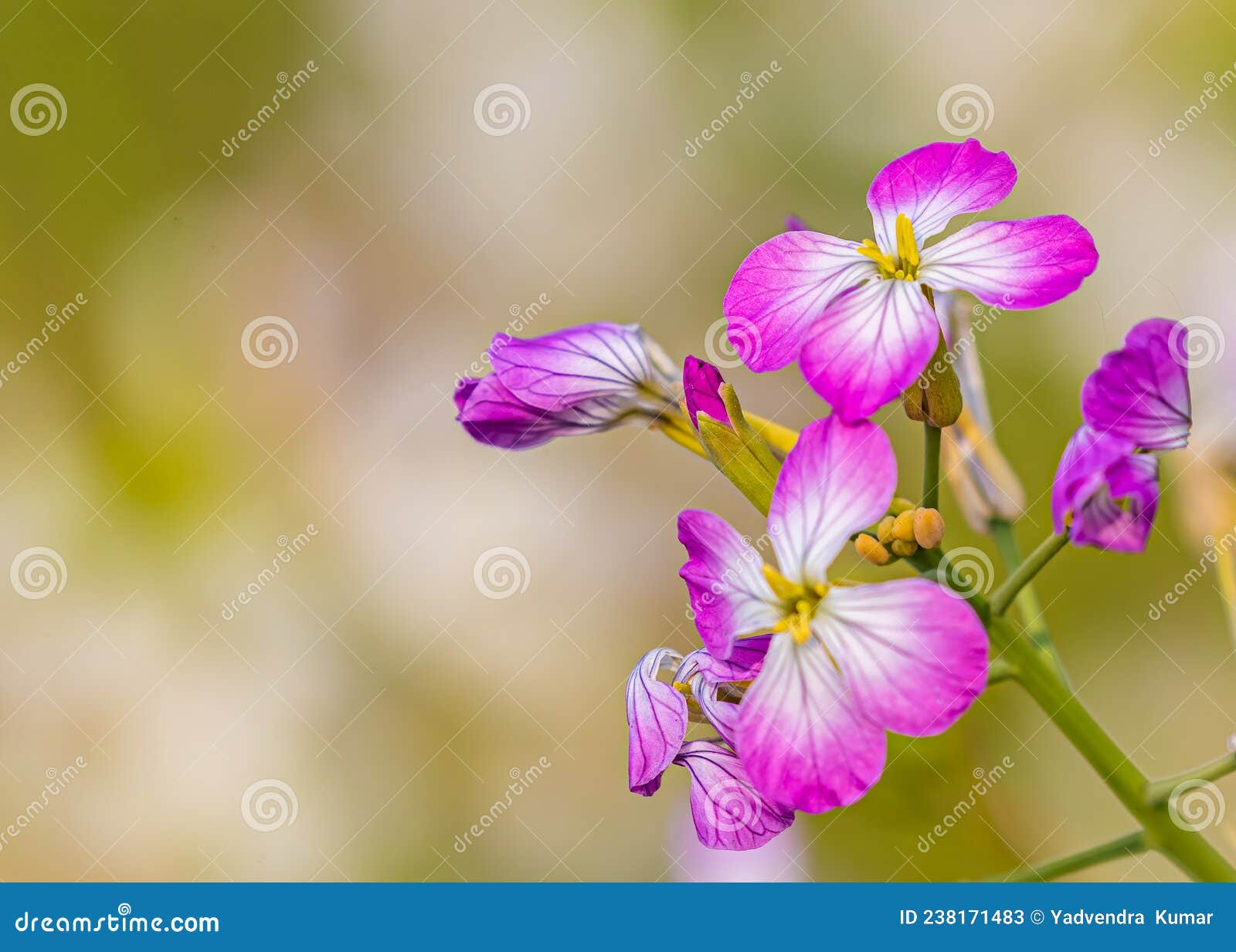 Wild Radish Flower in Bloom Stock Image Image of blossom, wild 238171483