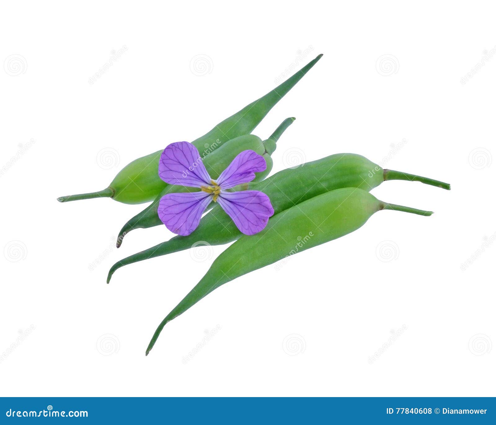 Wild Radish Flower with Seed Pods Stock Photo Image of herb, seed