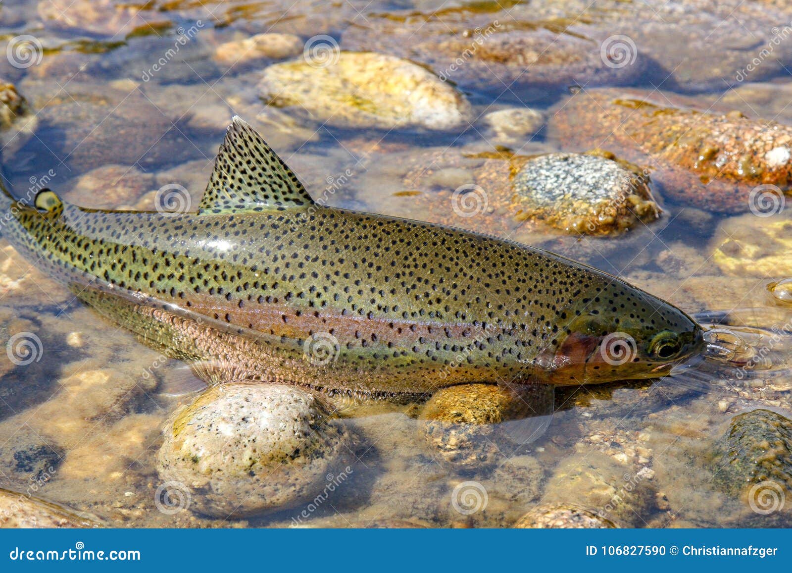wild rainbow trout in idaho