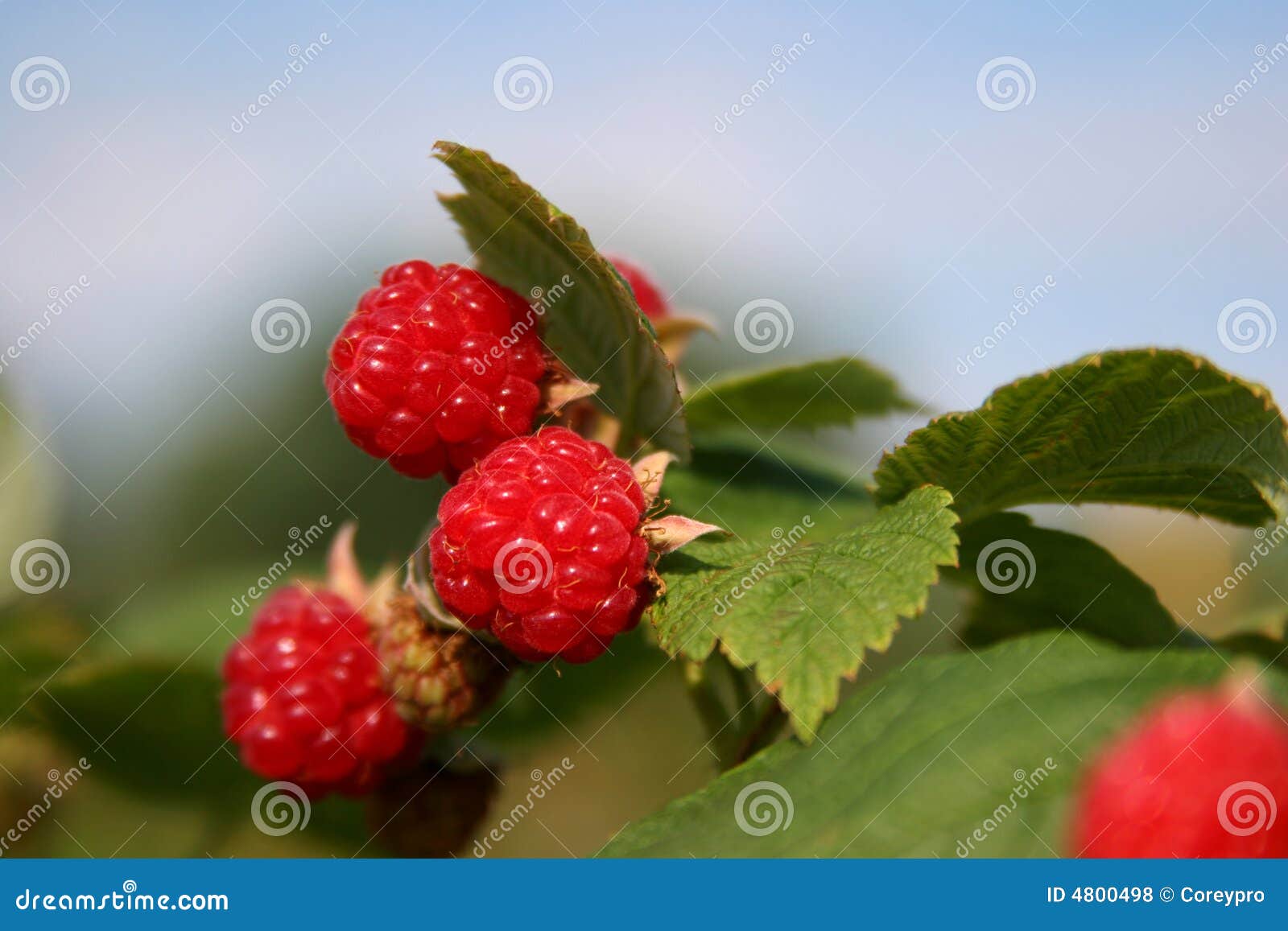 Wild Raspberries stock photo. Image of vine, farm, farming 4800498