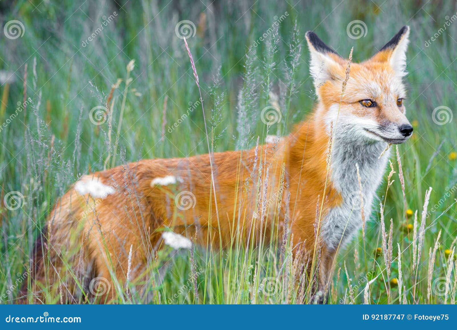 wild red fox in green grass