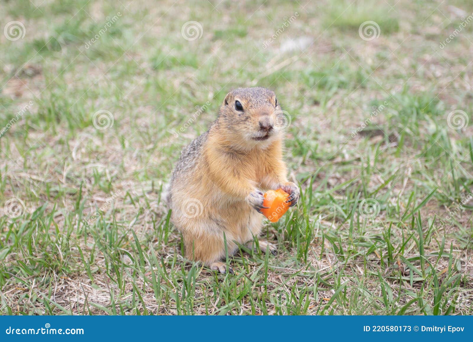Wild Red Gopher Eating Carrot. a Groundhog Sitting at Its Burrow on the