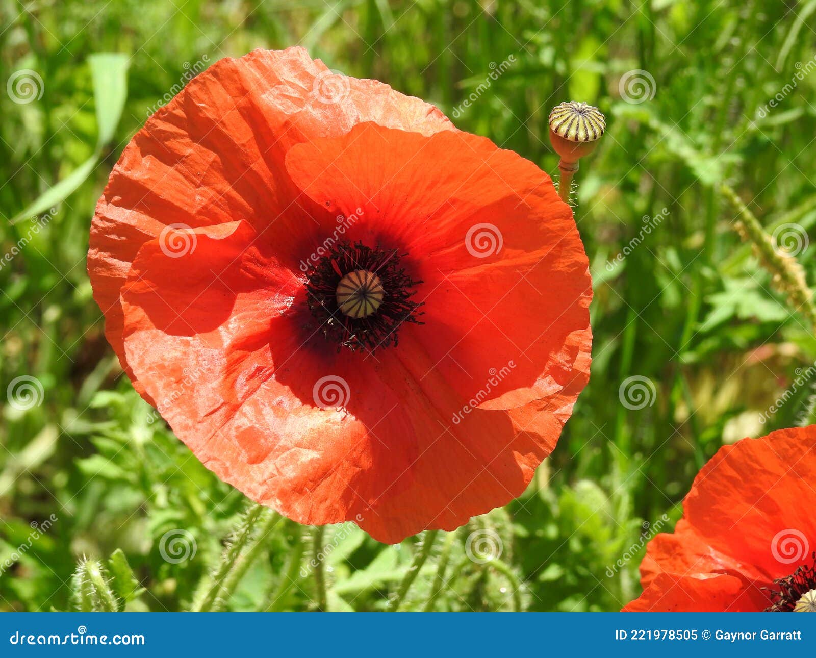Wild Red Poppies Growing in Tall Grass Stock Image Image of petals