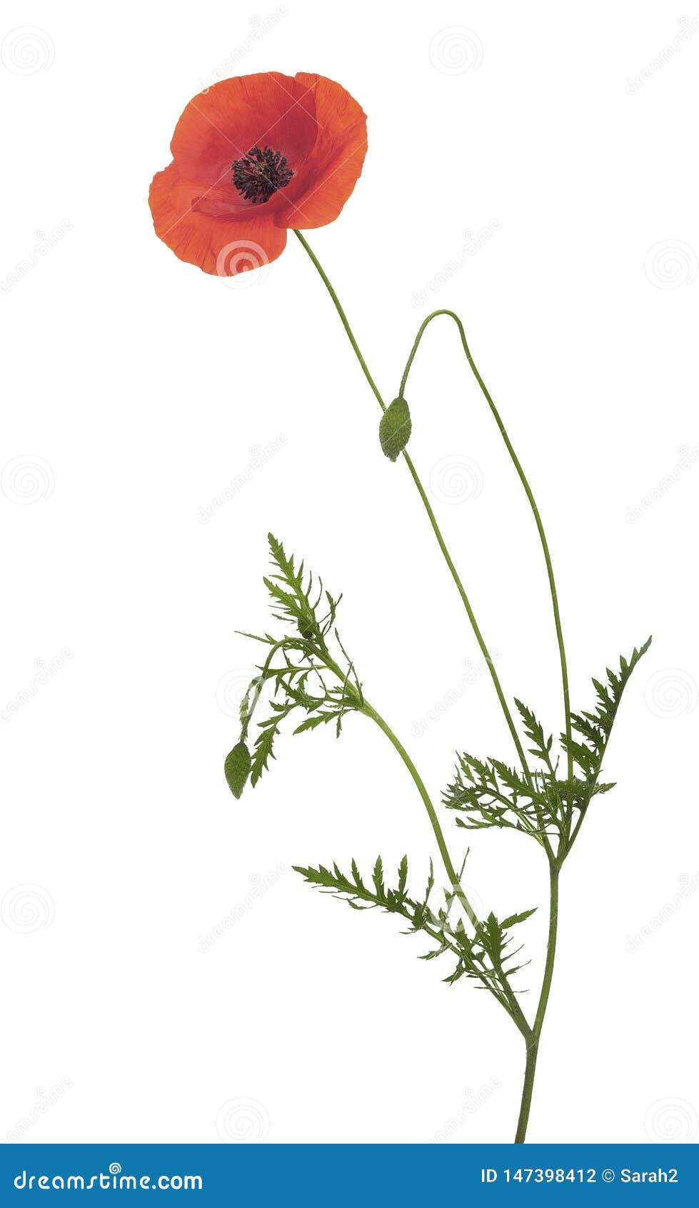 Wild Red Poppy Flower, Papaver Rhoeas, with Long Stem, Buds and Leaves ...