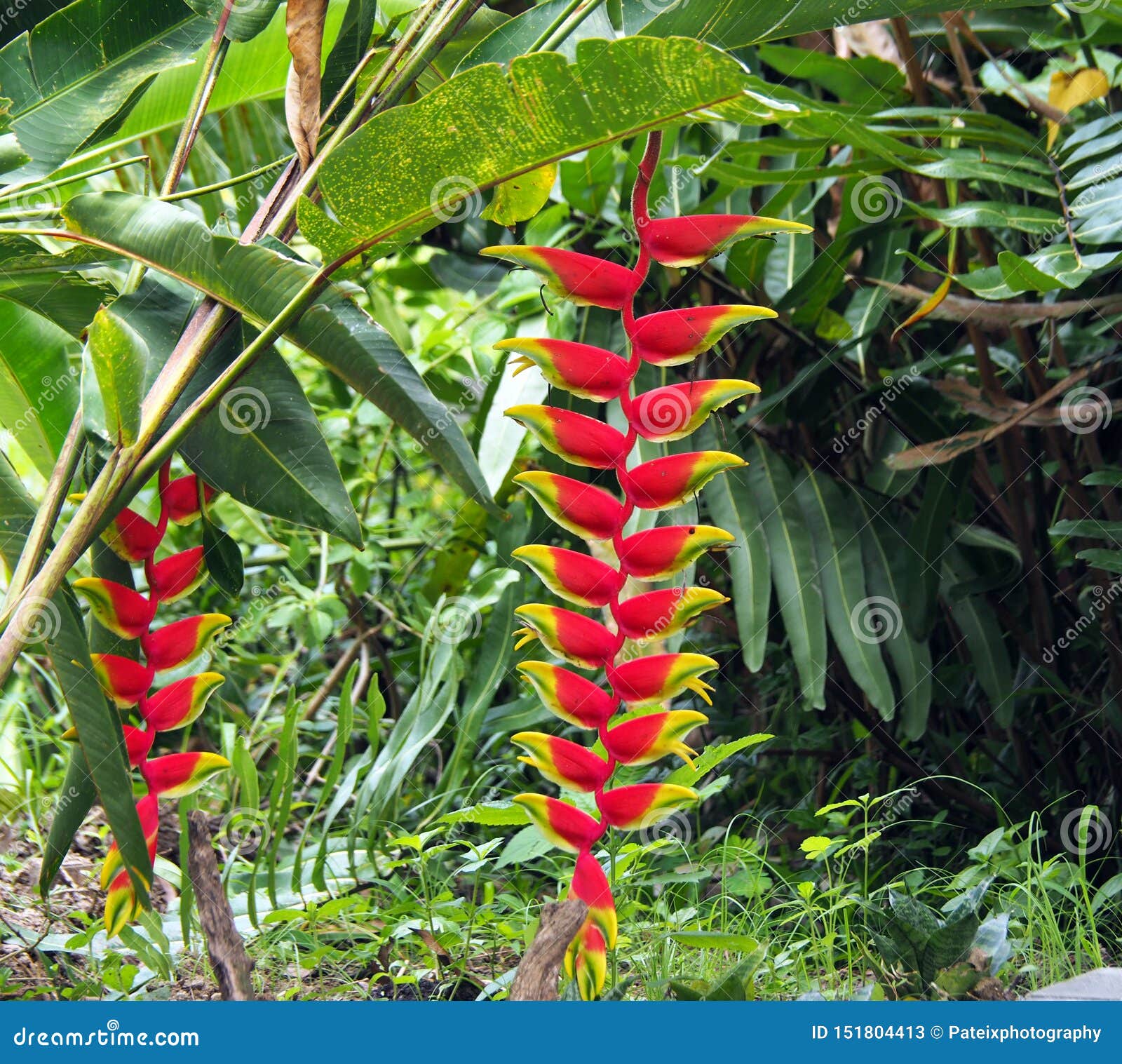 Red And Yellow Heliconia Flowers Palulu Plants In Tropical Suriname South America Stock Image Image Of Leaf Background 151804413