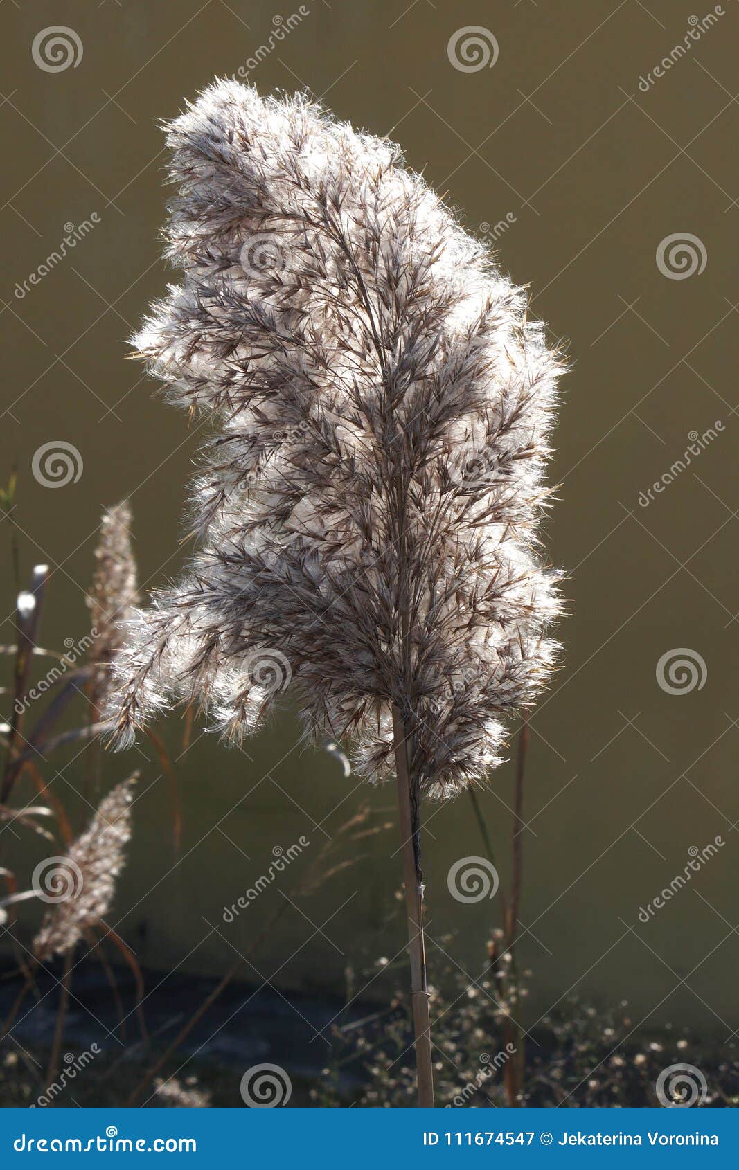 Wild reeds in bloom stock image. Image of nature, bloom 111674547