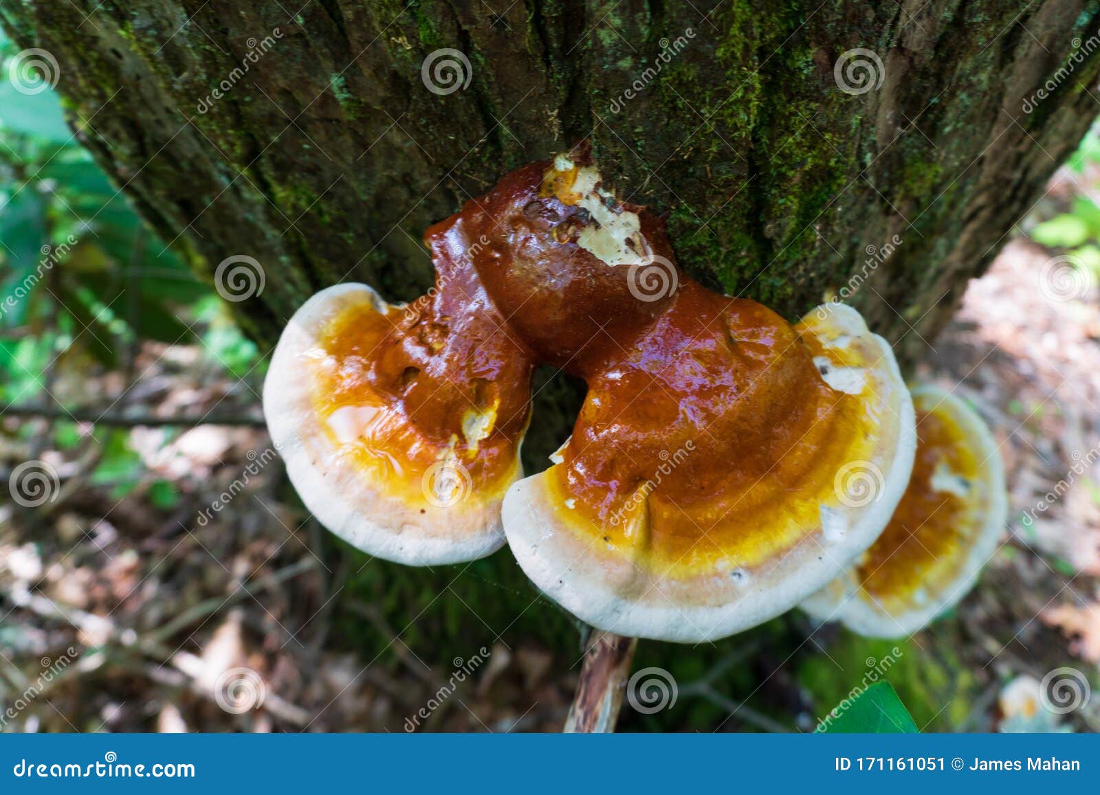 wild reishi mushroom  ganoderma tsugae  growing on a hemlock tree. this medicinal herb is known for its immune supporting proper