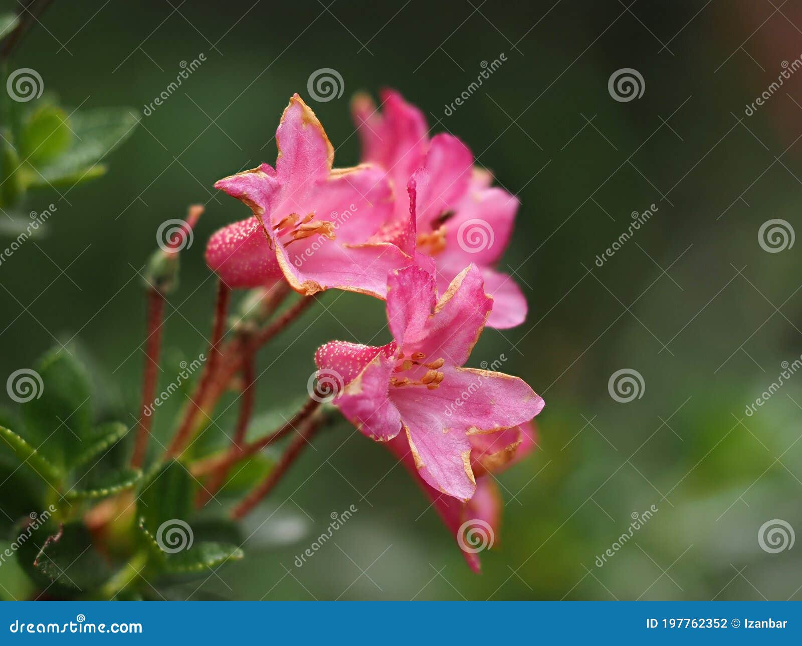 Wild Rhododendron Mountain Flower Stock Photo Image of bloom