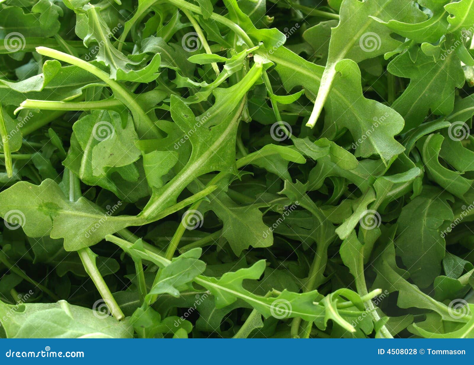 Roquette Rocky Wild Greens Seeds