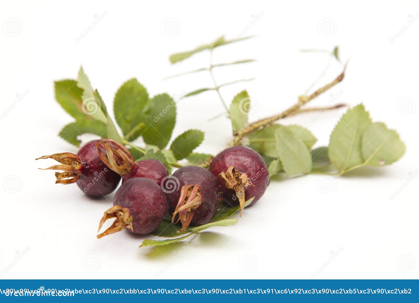 Wild rose berries stock image. Image of plant, fresh 26008201