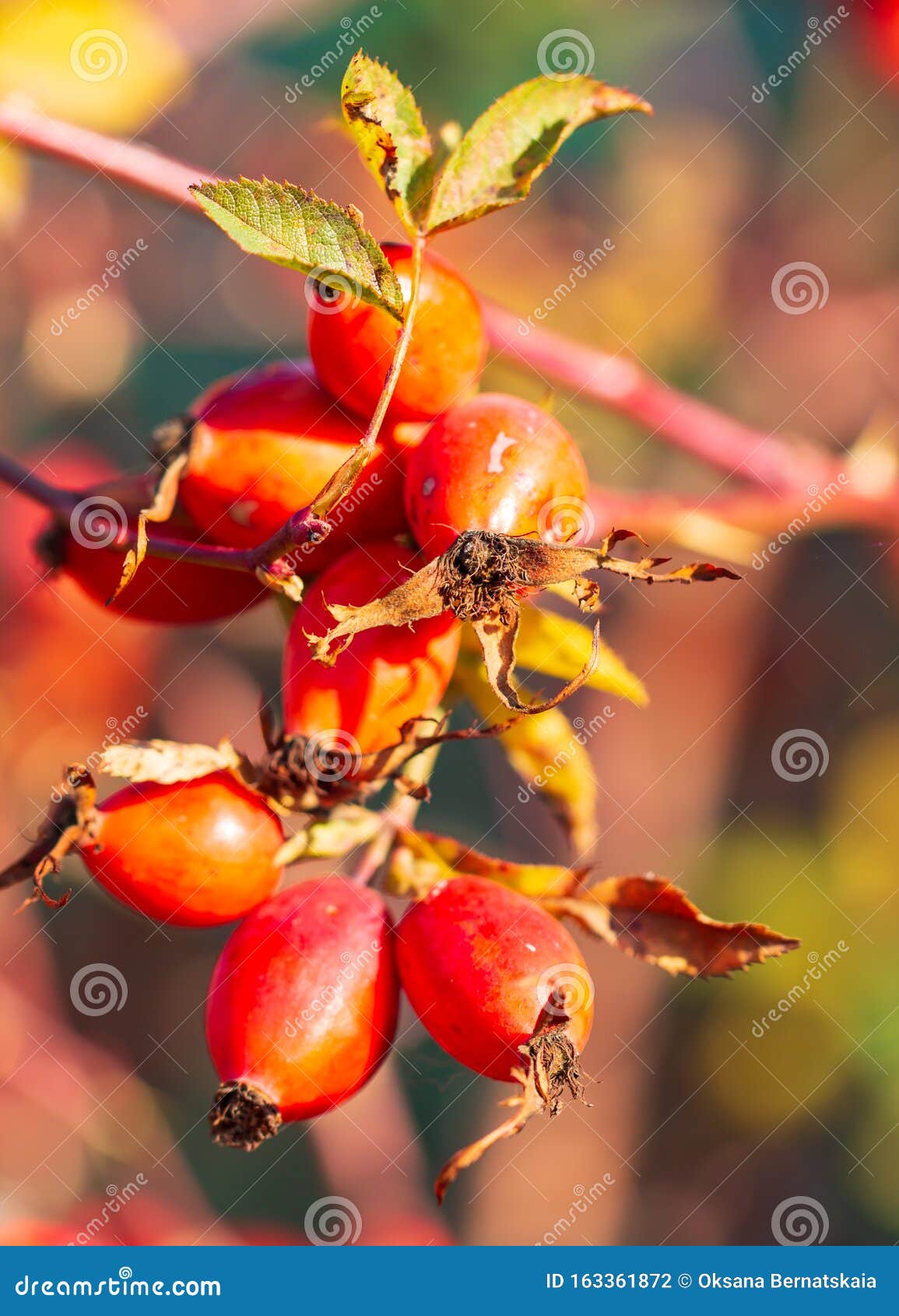 Wild Rose Berries on a Branch Stock Photo Image of bones, ripe 163361872