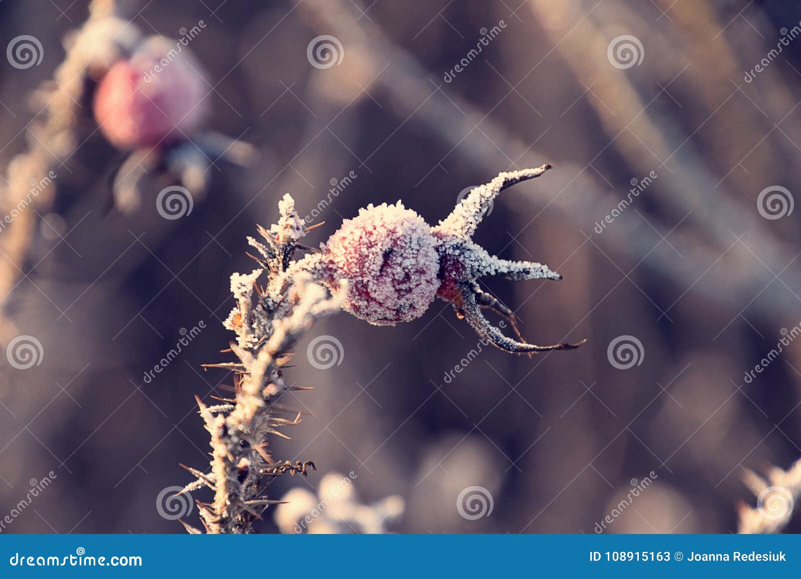 Wild Rose Berries Covered with Frost in the Morning Light Stock Image
