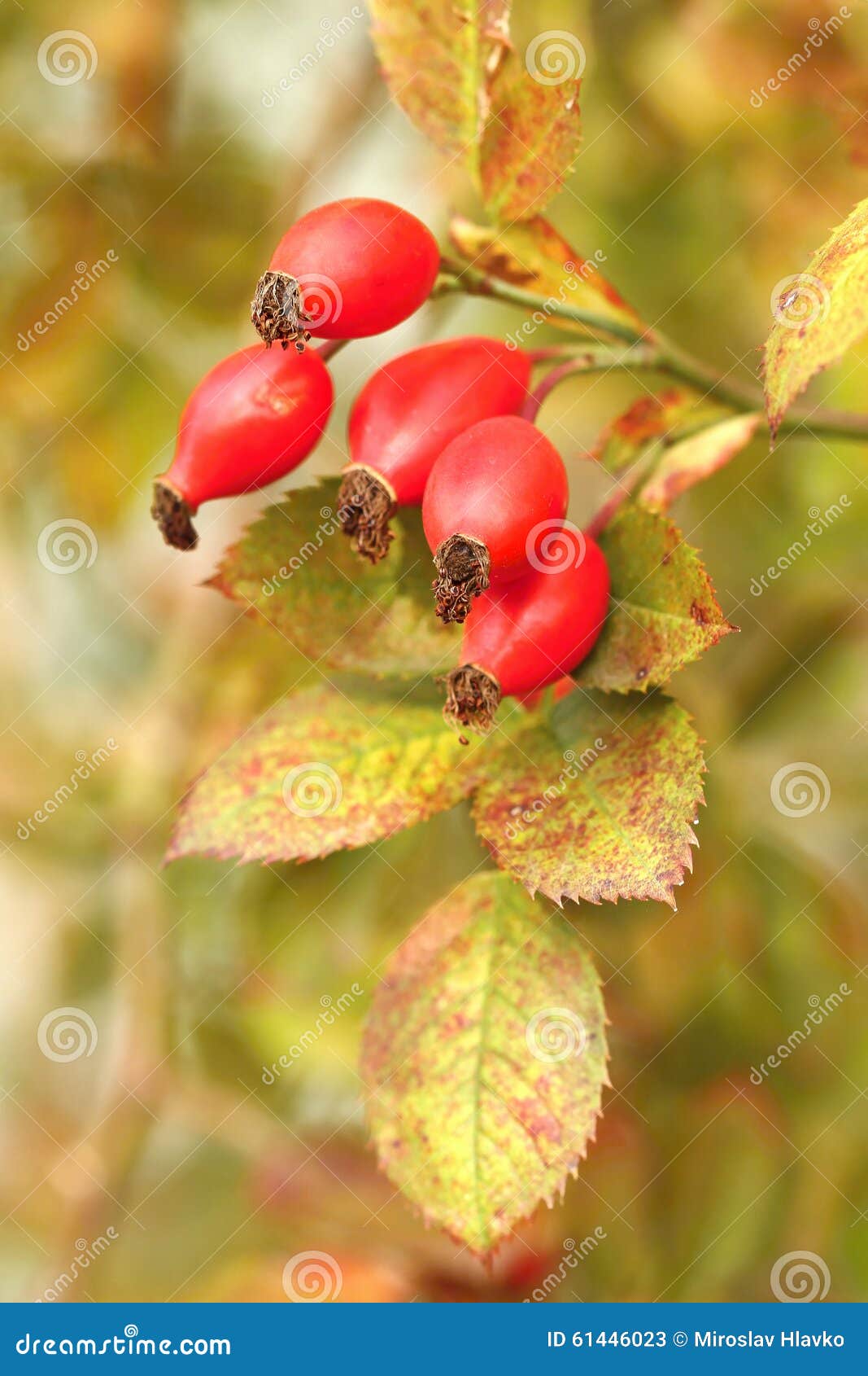 Wild rose berries stock image. Image of natural, healing 61446023