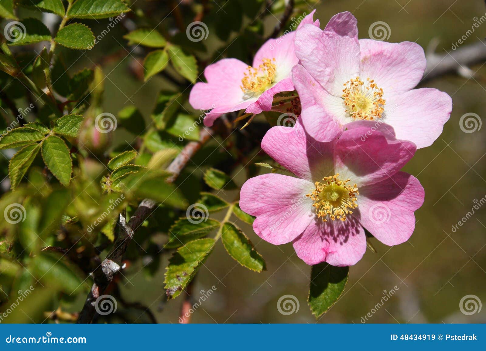 Wild rose in bloom stock image. Image of medicine, flowers 48434919
