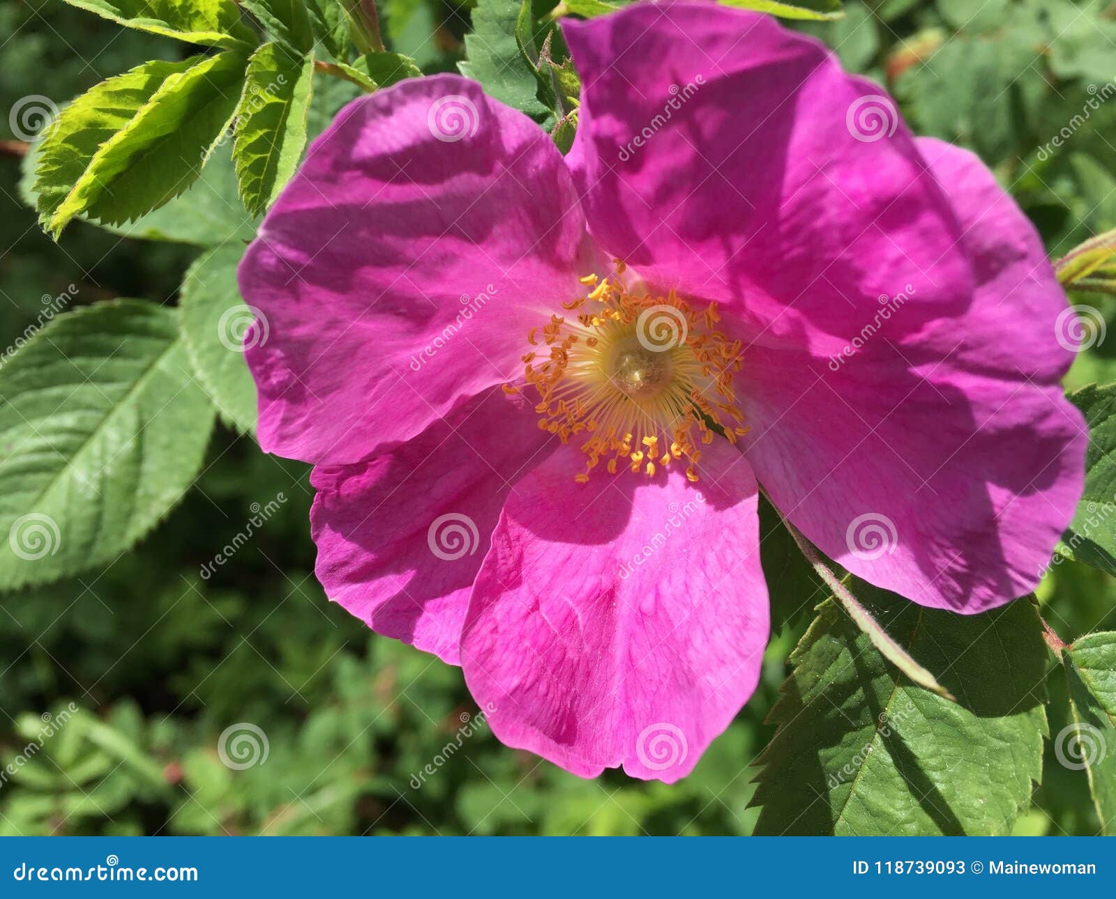 Wild Rose in Bloom in the Spring in Maine Stock Image Image of detail