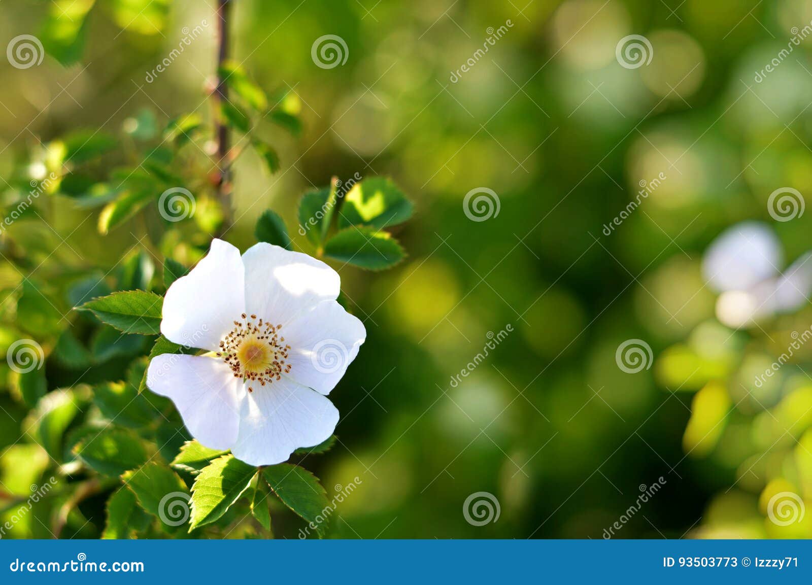 Wild rose blooming stock image. Image of background, fresh 93503773