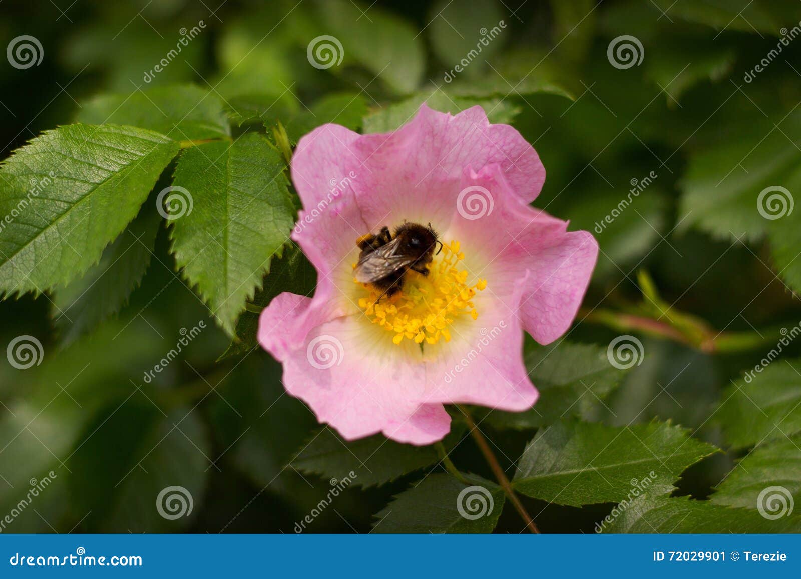 Wild rose stock image. Image of petal, leaves, briar 72029901