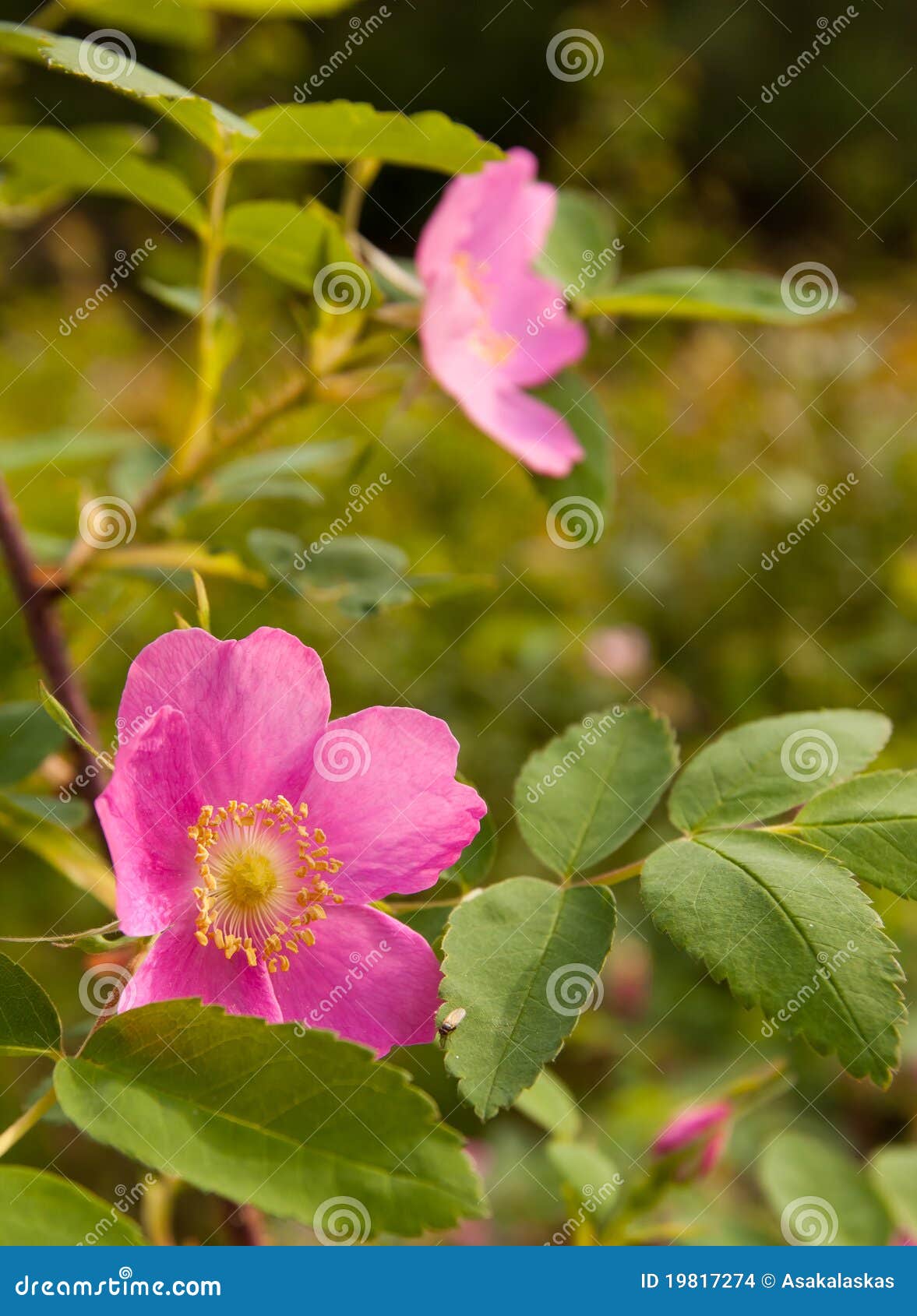 Wild Rose Blooms in Alaska stock photo. Image of flowers 19817274