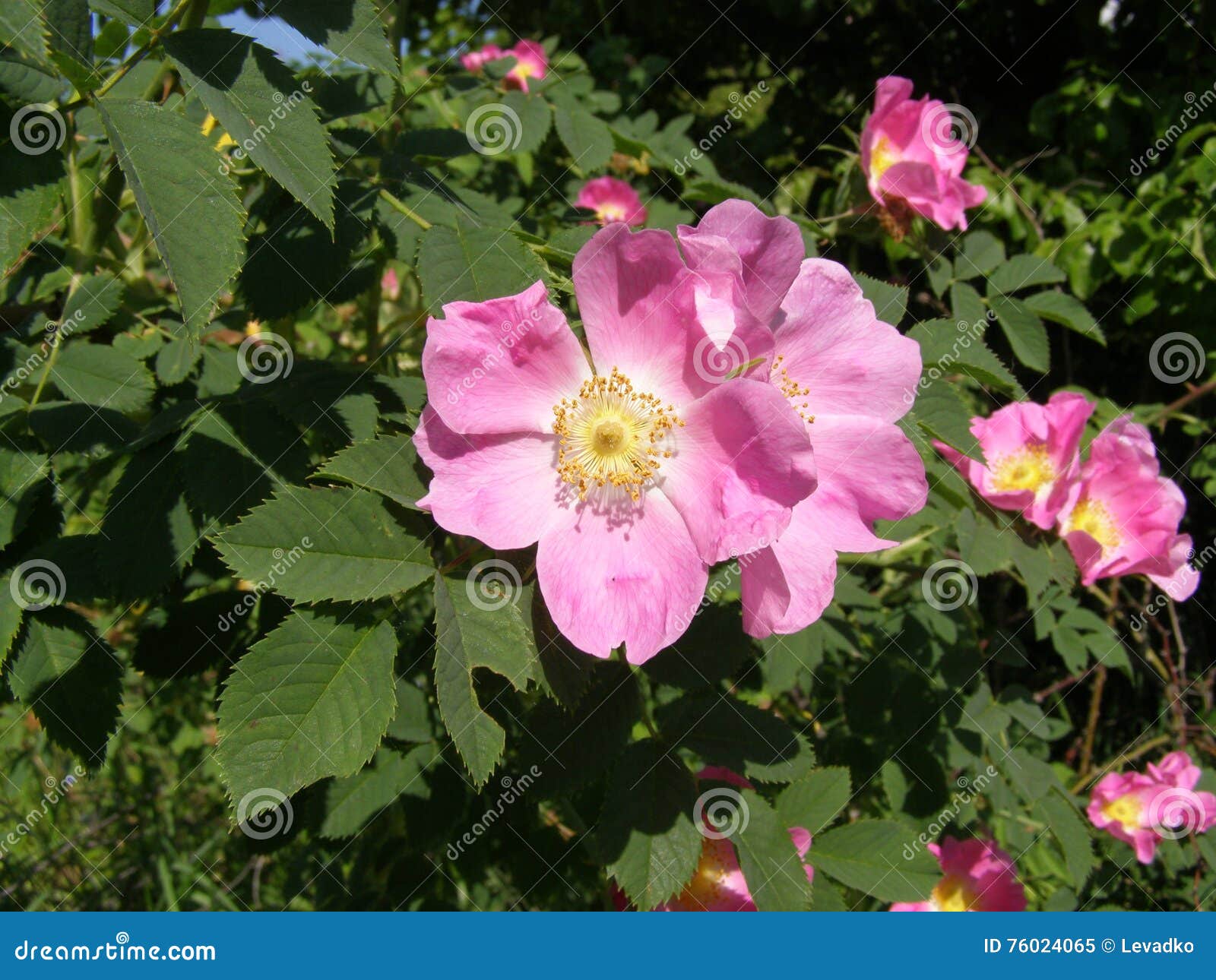 Wild rose stock image. Image of pink, wild, bush, rose 76024065