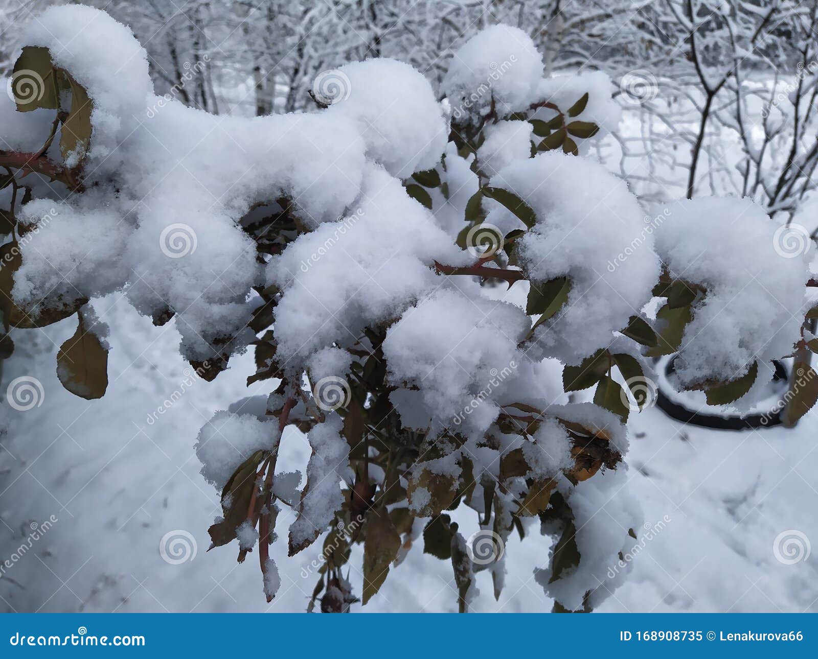 The Wild Rose Bush in Deep Snow Stock Image Image of deep, park 168908735
