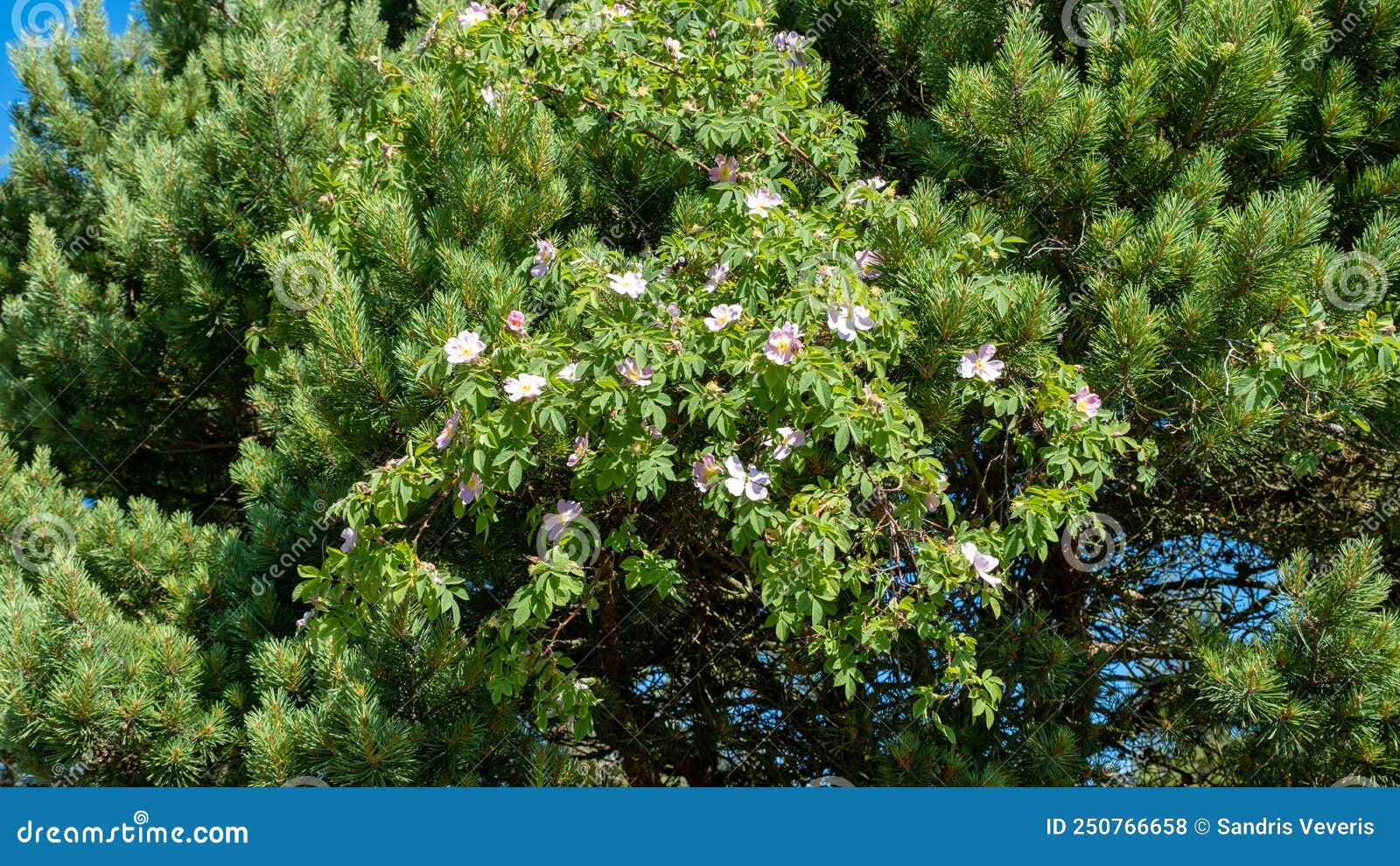 Wild Rose Bush with Pink Flowers Growing in Pine Branches Stock Photo Image of scenic, pink