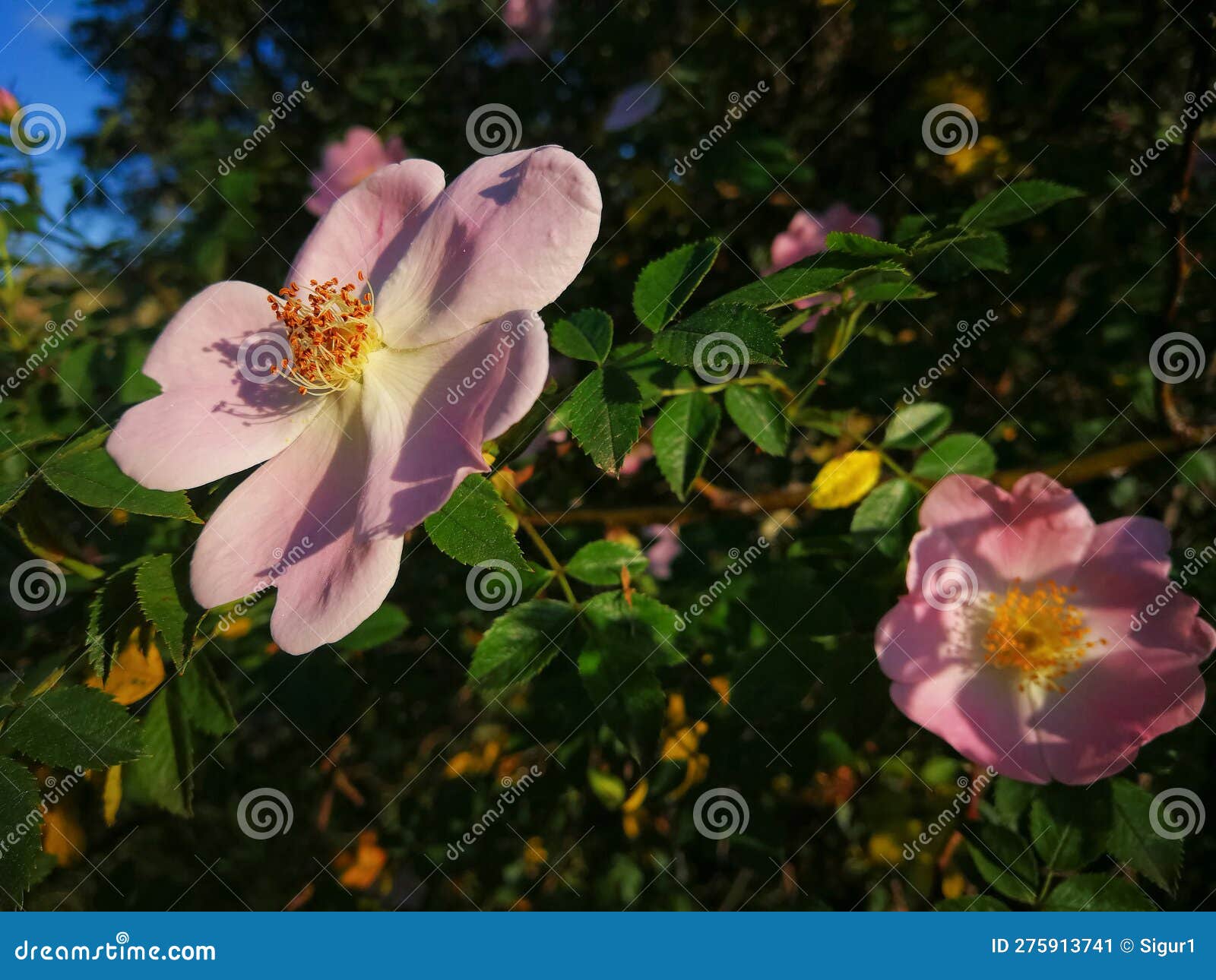 wild rose bush