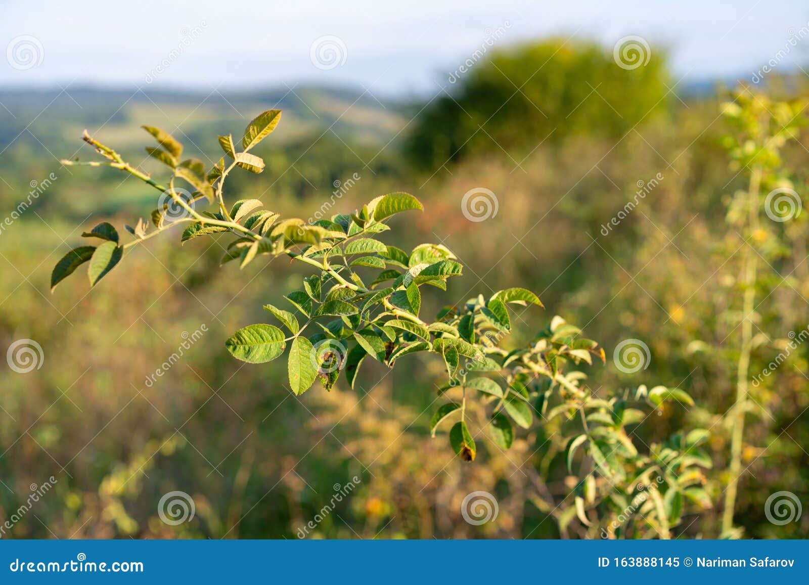 Wild rose bush with thorns stock image. Image of background 163888145