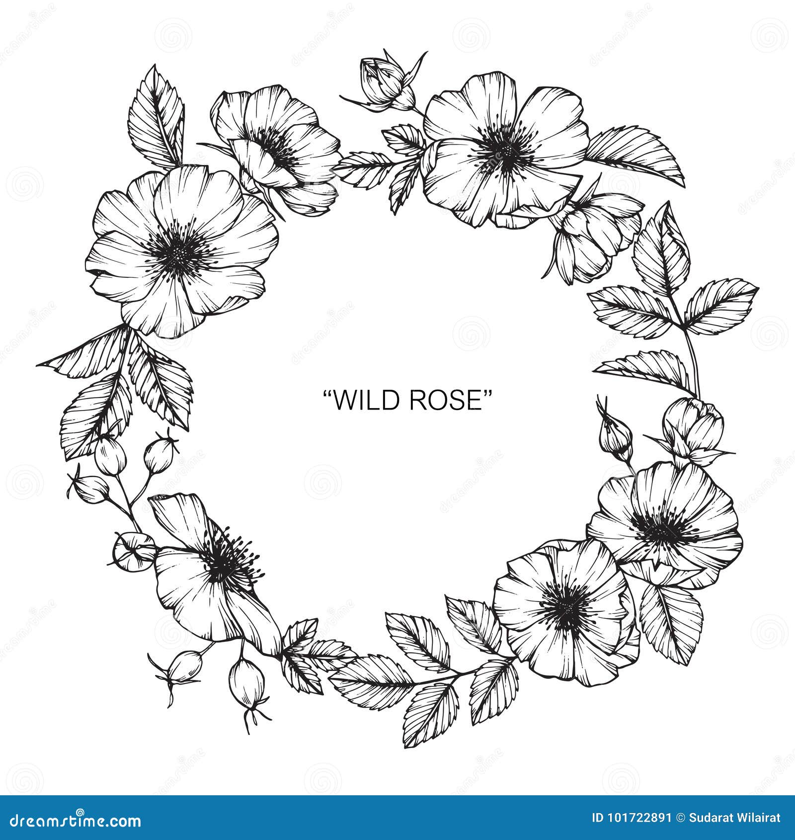 Wild Rose Flower Frame Flower Drawing and Sketch. Stock Vector ...