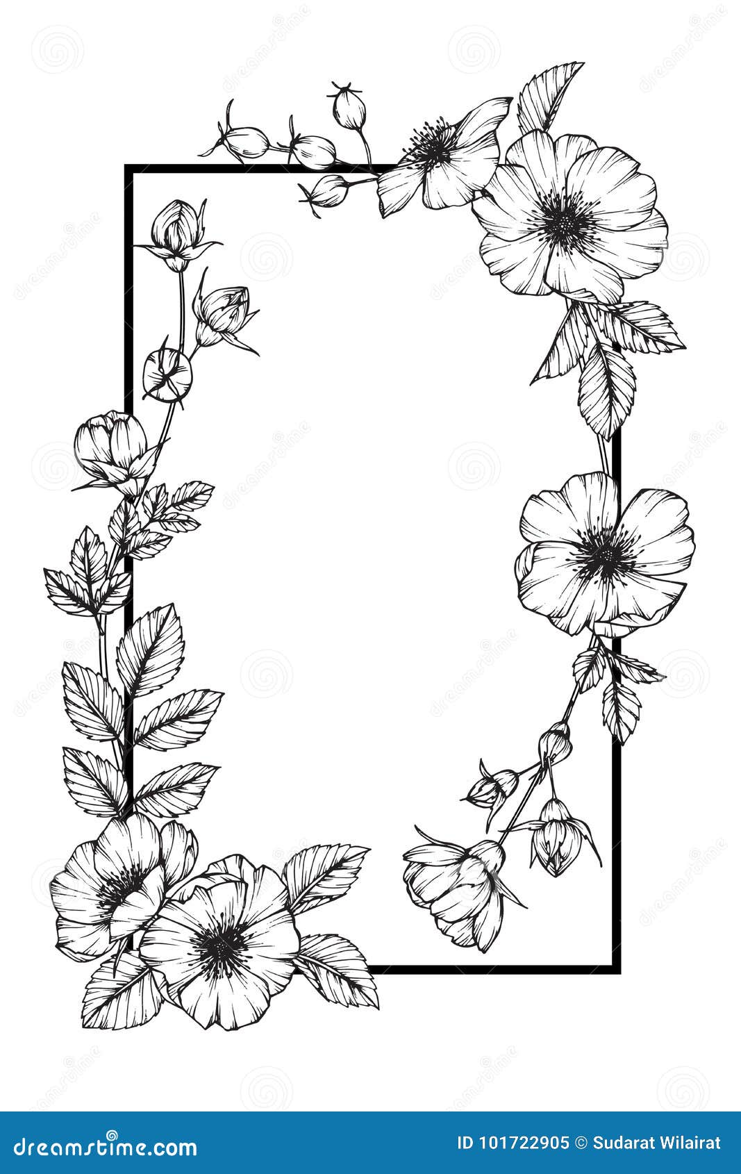 Wild Rose Flower Frame Flower Drawing and Sketch. Stock Vector ...