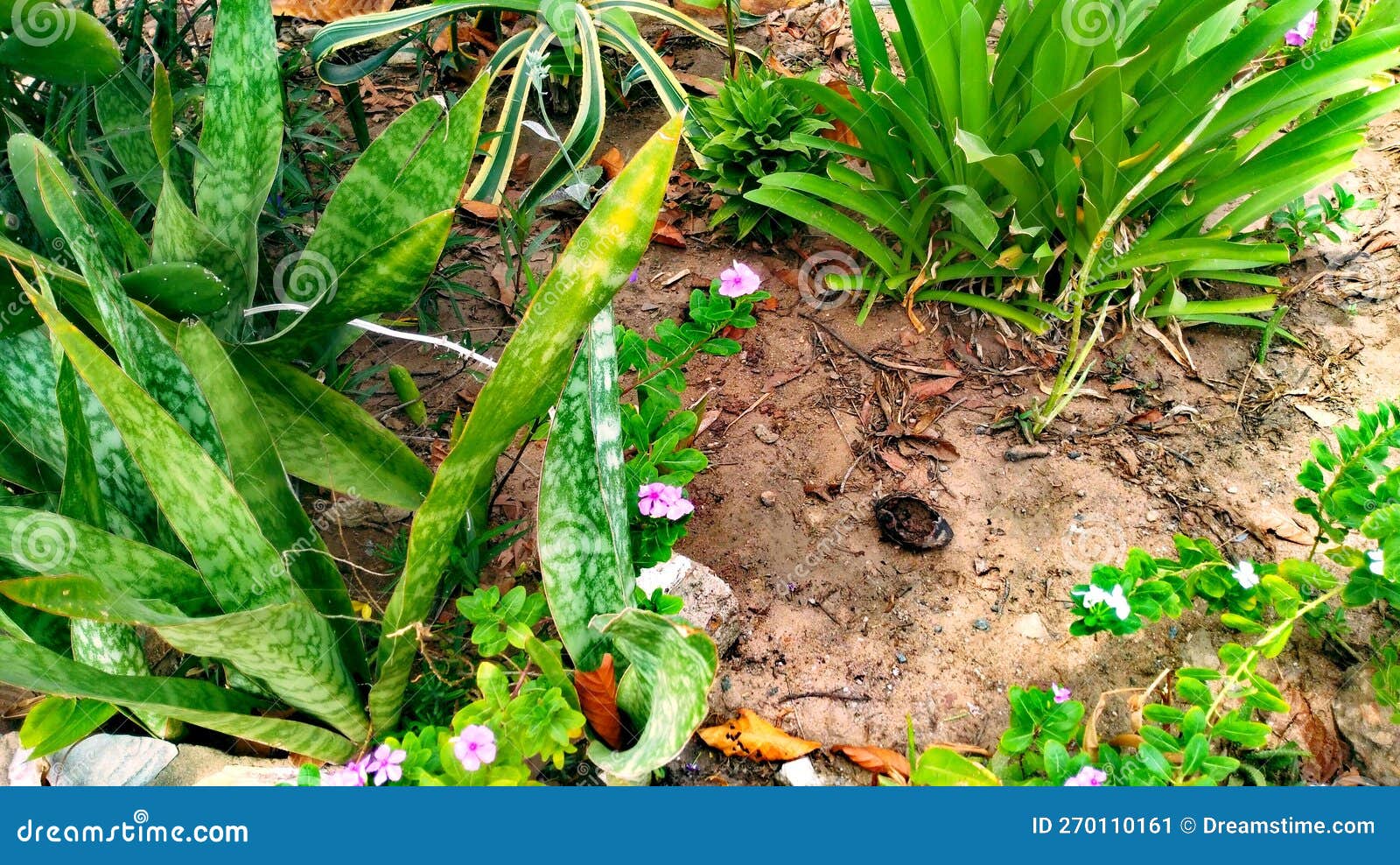 Wild Rose Flower in a Garden Stock Image Image of plants, natural