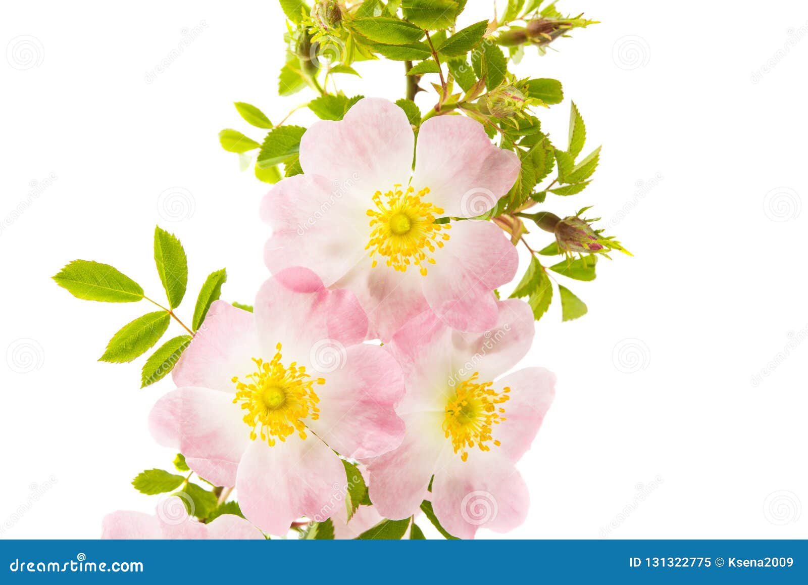 Wild rose flower isolated stock image. Image of roses - 131322775